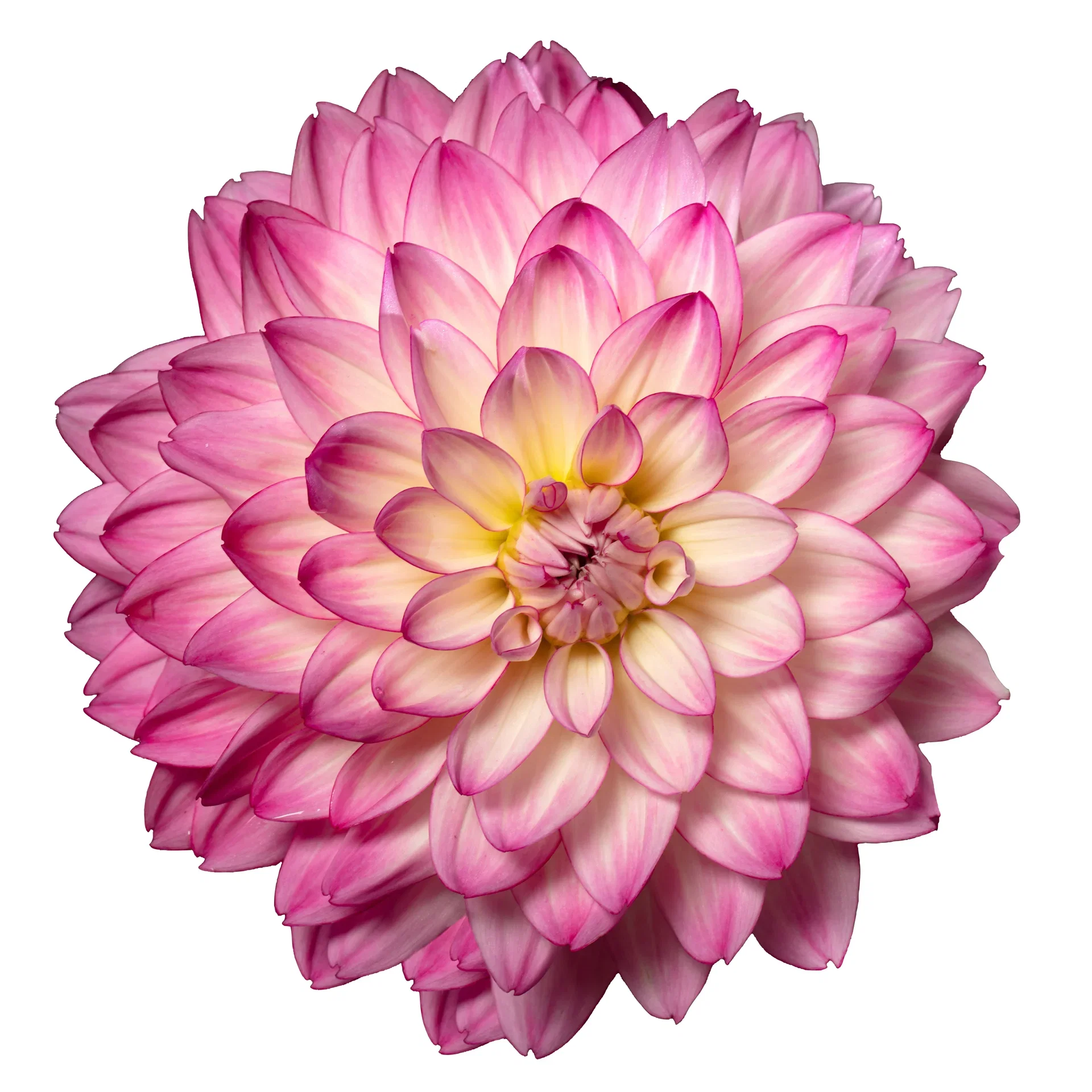 Georgine 'Sincerity'