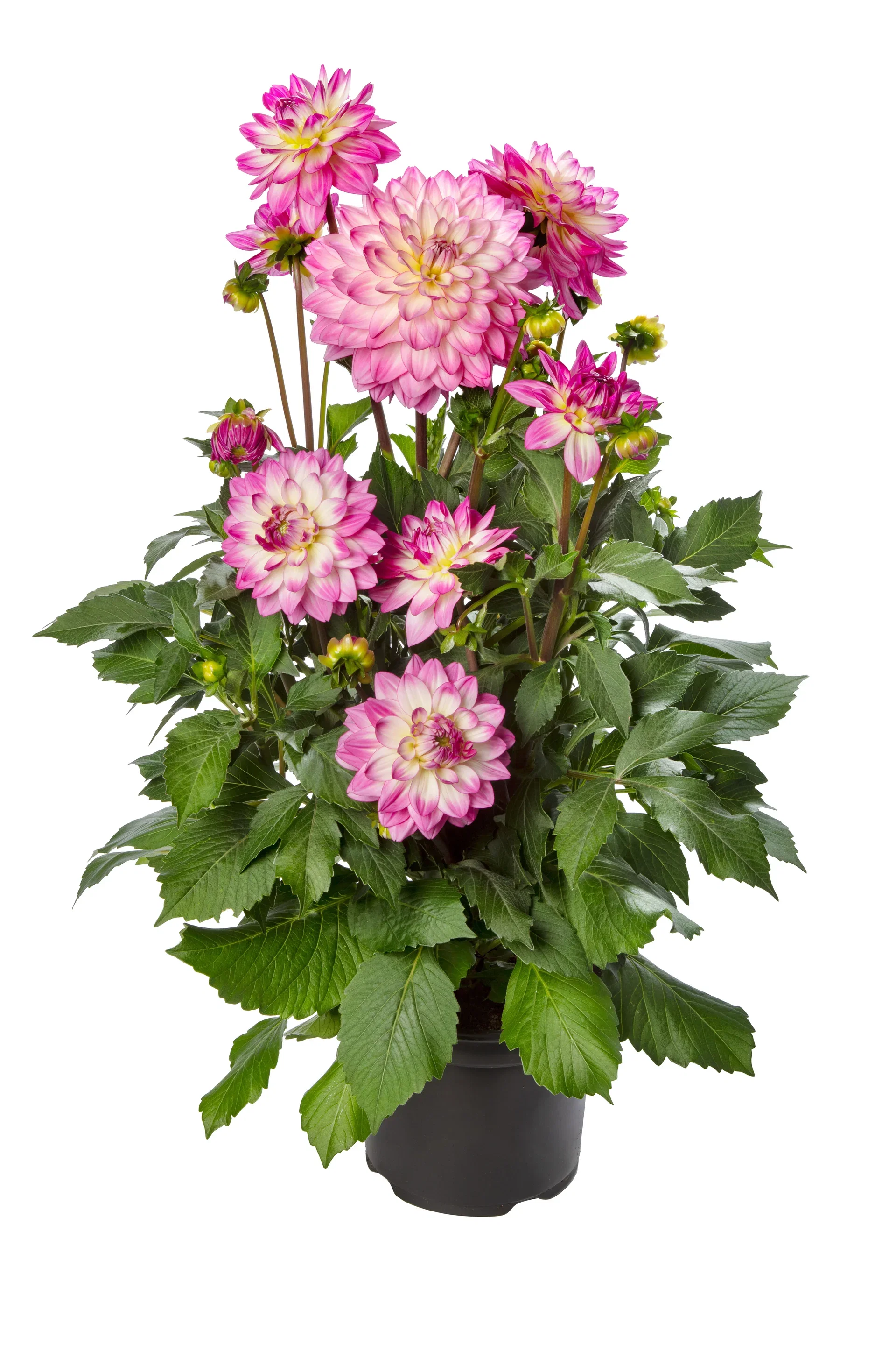 Georgine 'Sincerity'