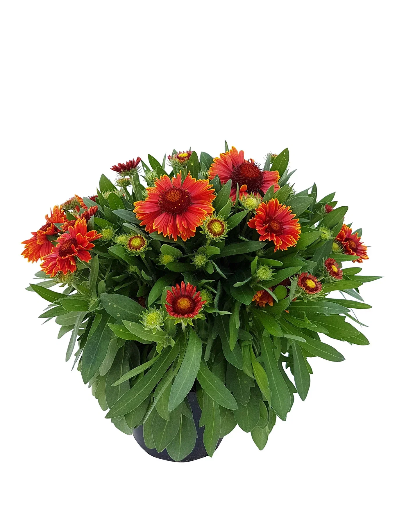 Staudekokarde ‘Spintop’