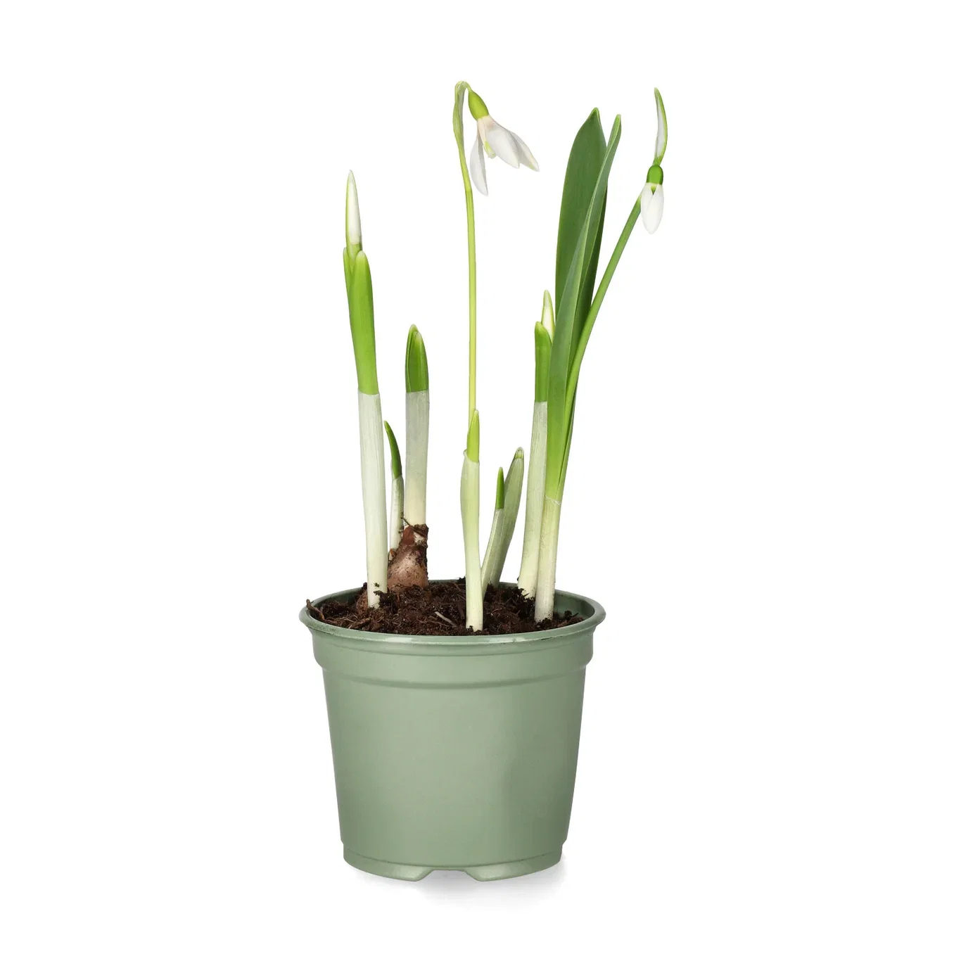 Galanthus 'Nivalis' 9 cm