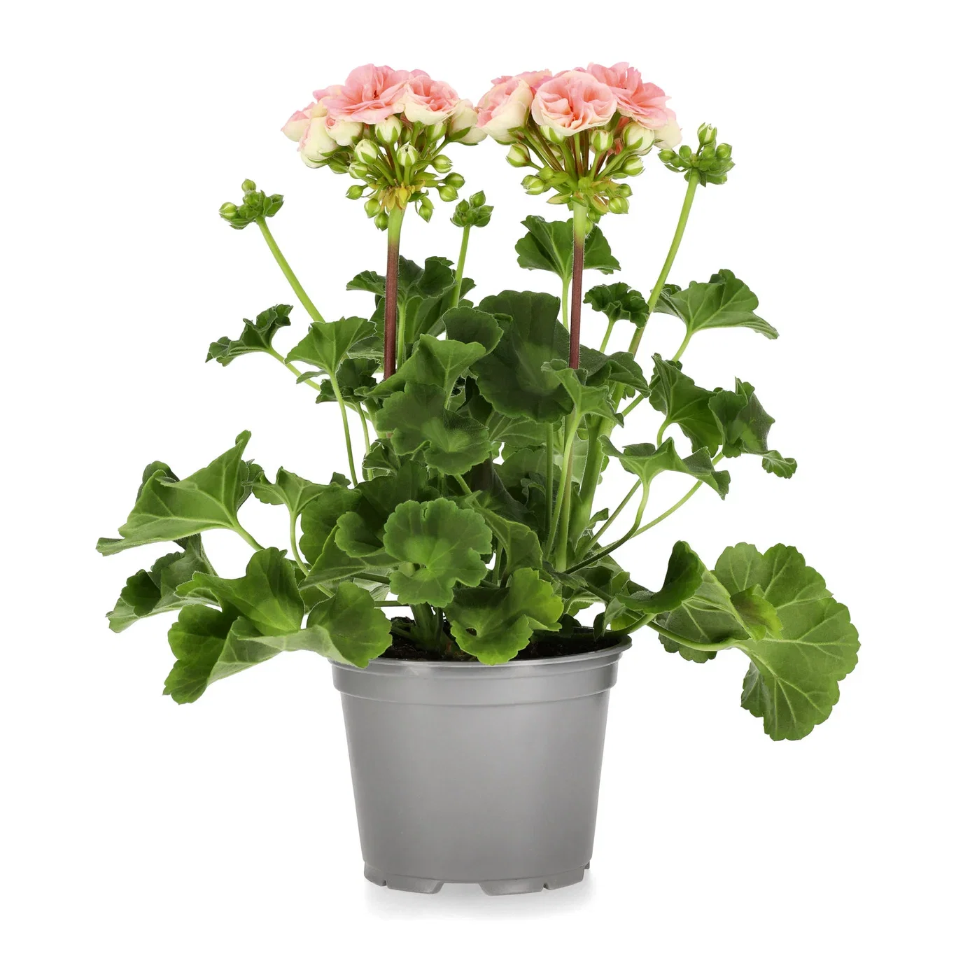Pelargonia 'Astrid'