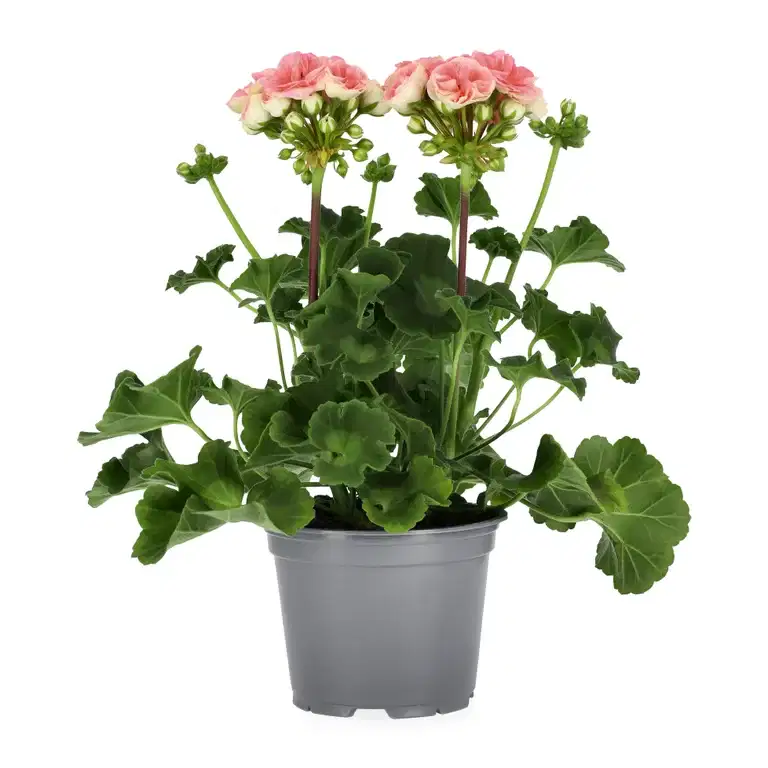 Pelargonia 'Astrid'