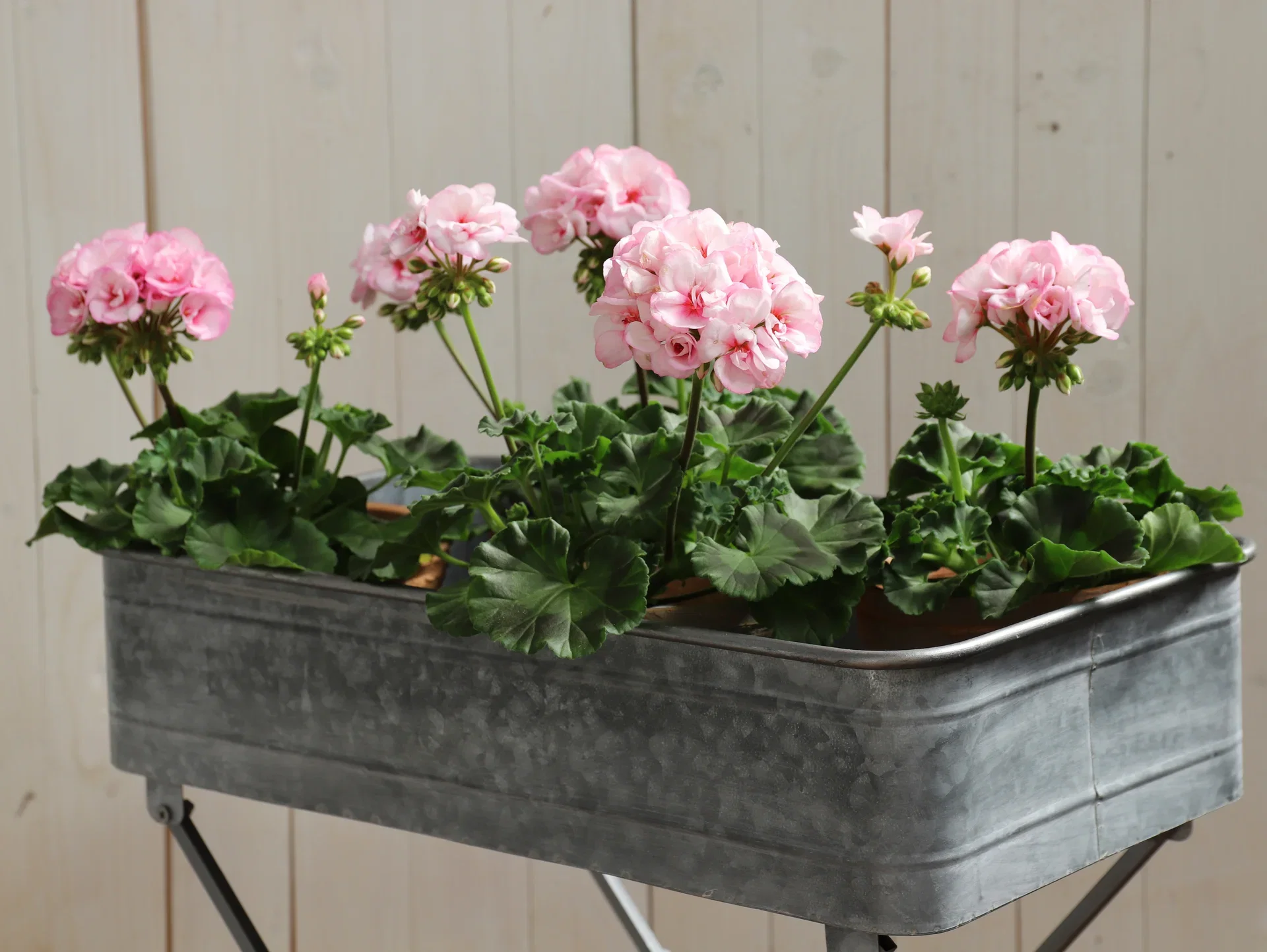 Pel. z. 'Estelle' 13 cm