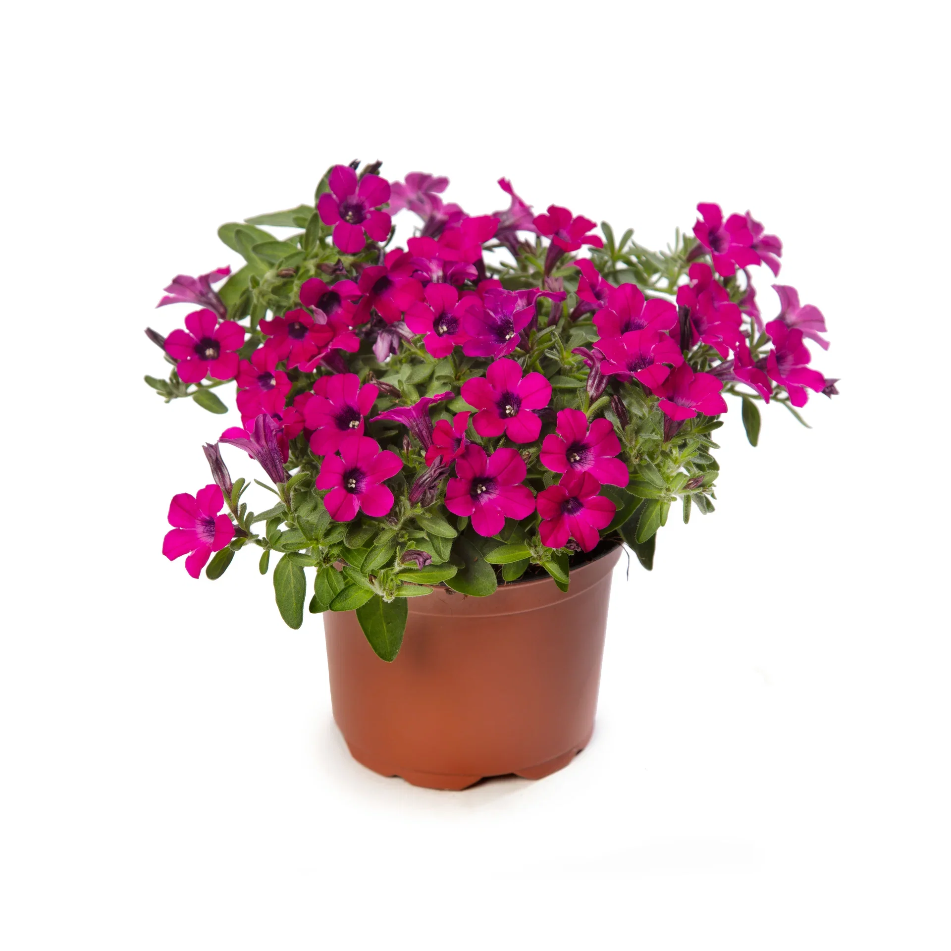 Petunia h. 'Itsy' Magenta 12 cm