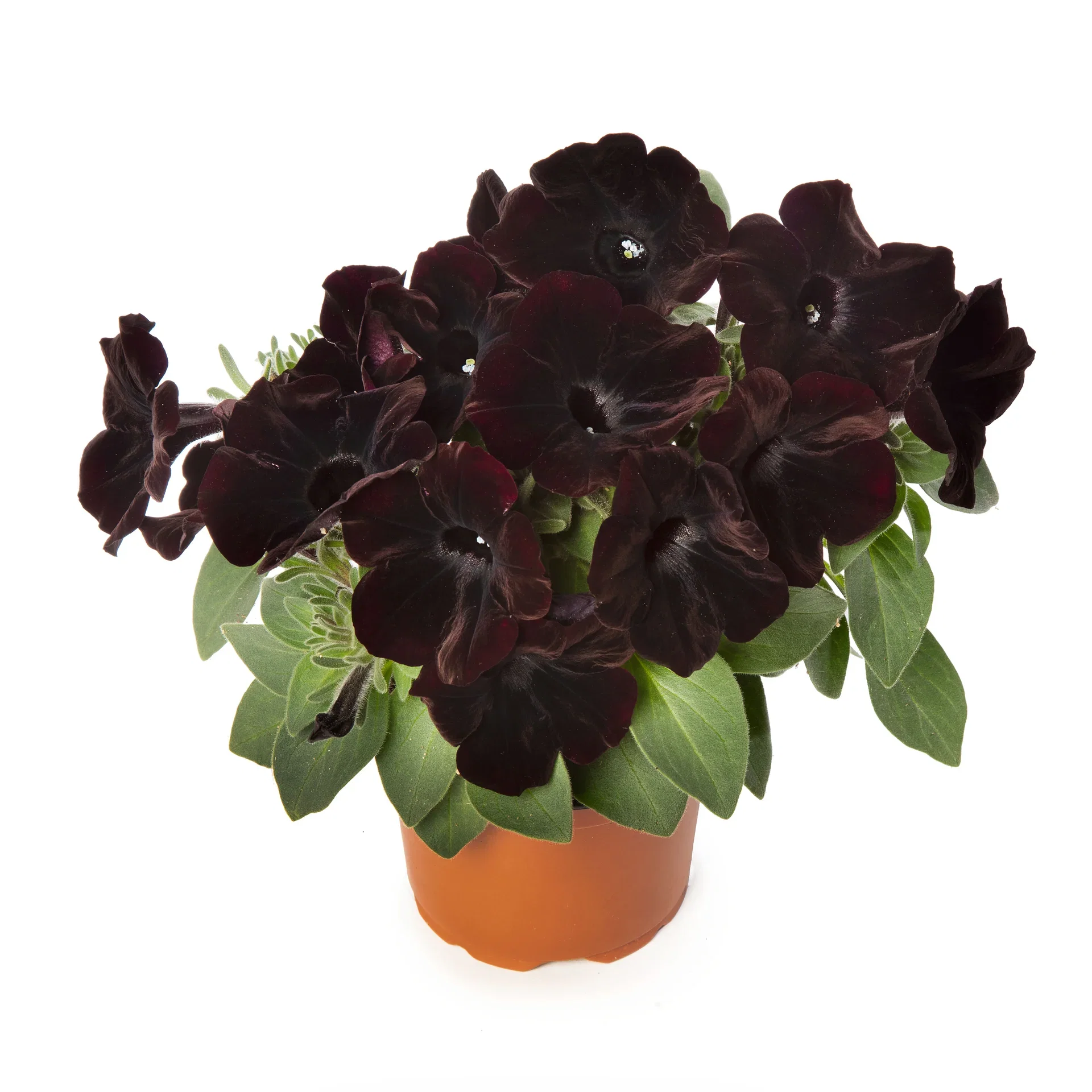 Petunia h. Black 12 cm