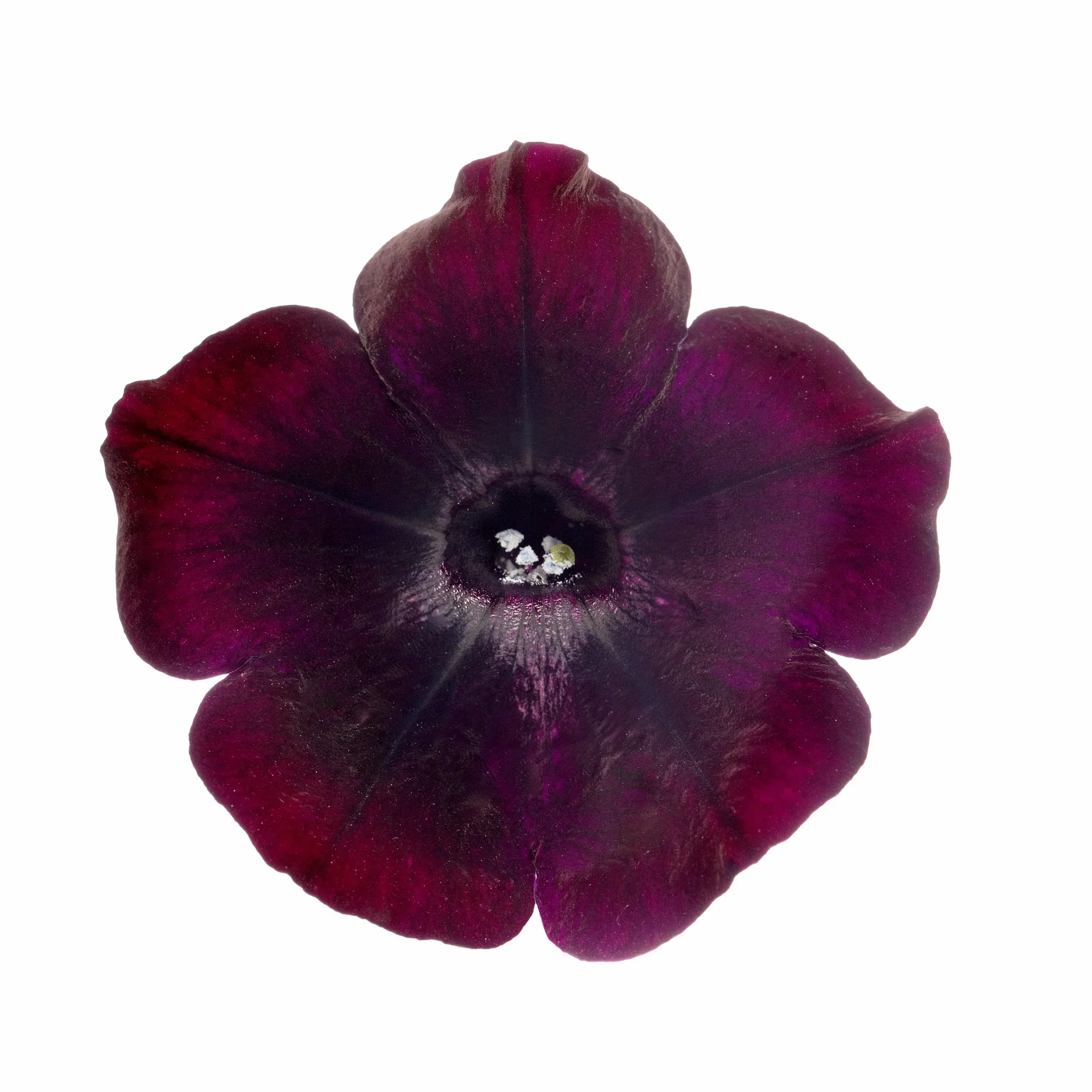 Petunia h. Black 12 cm