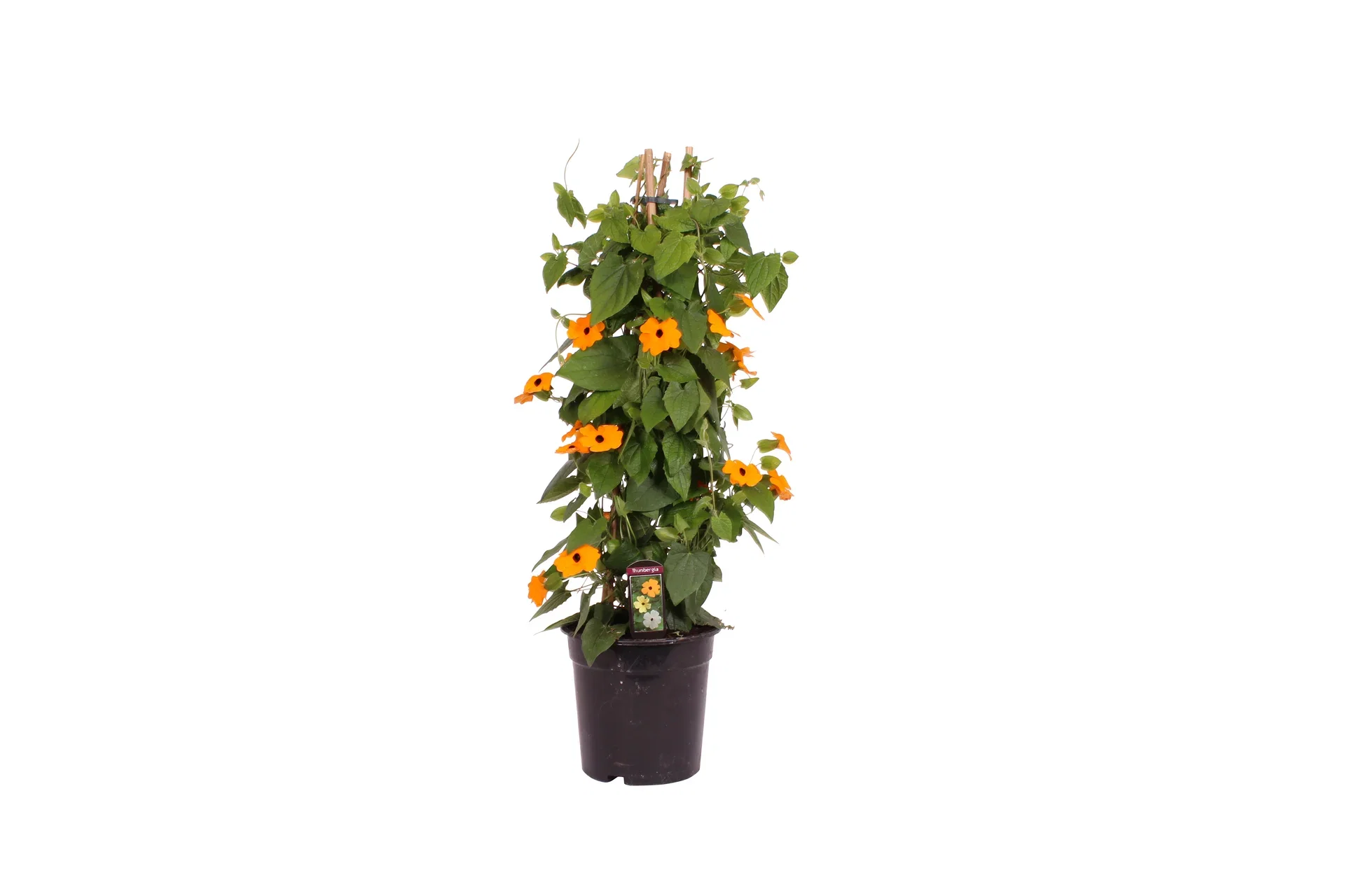 Thunbergia pyramide Orange 19 cm