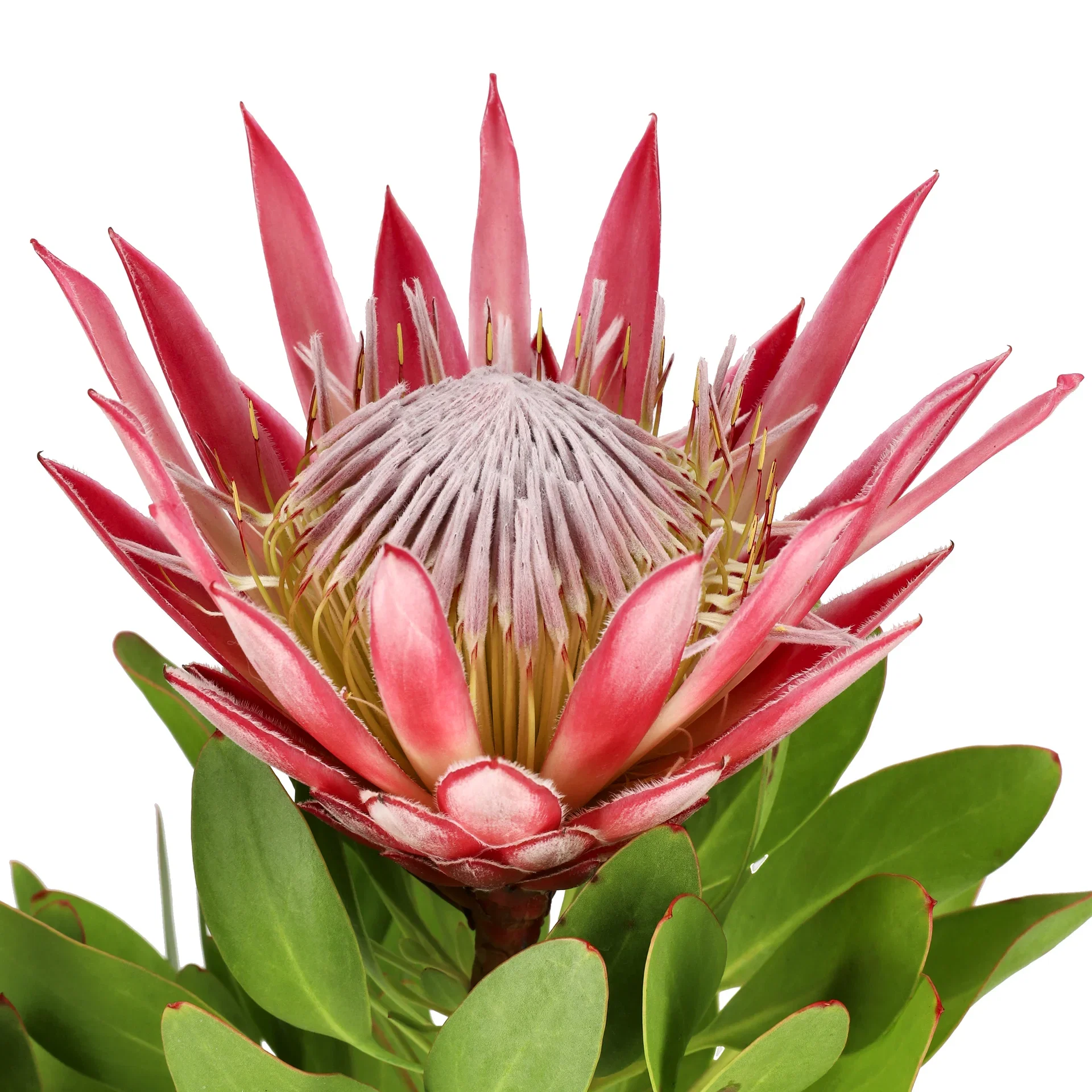 Protea  'Little Prince'