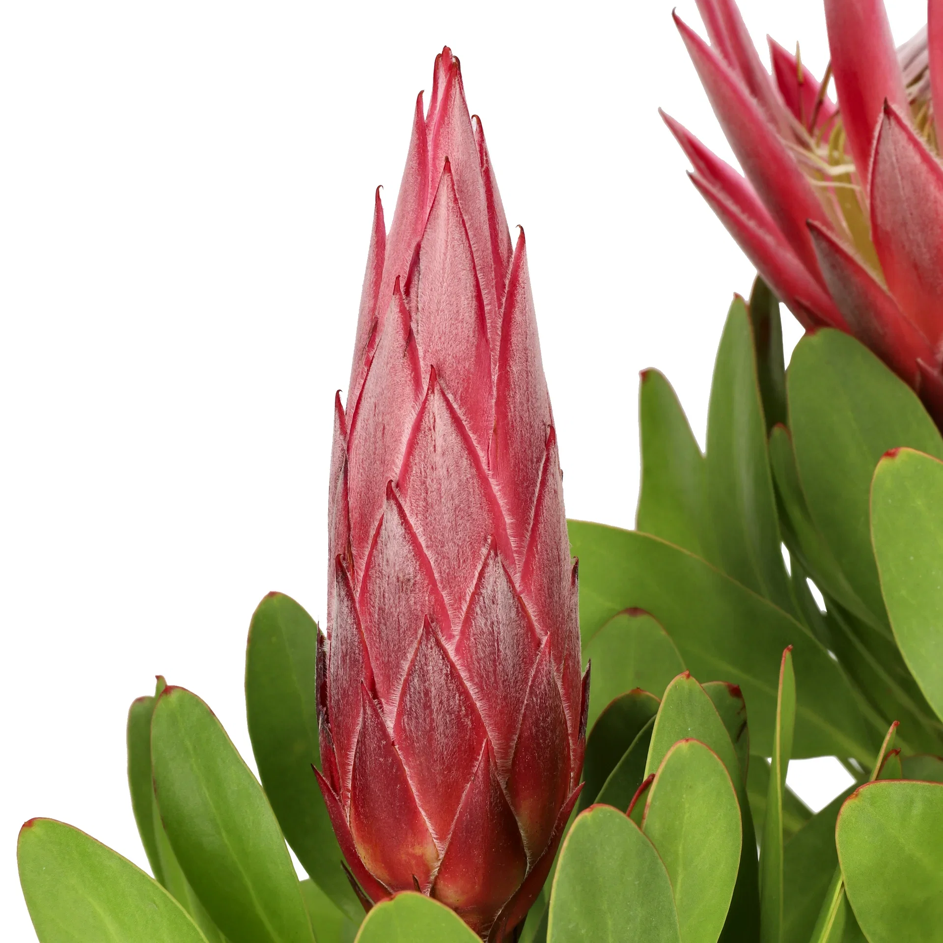 Protea  'Little Prince'