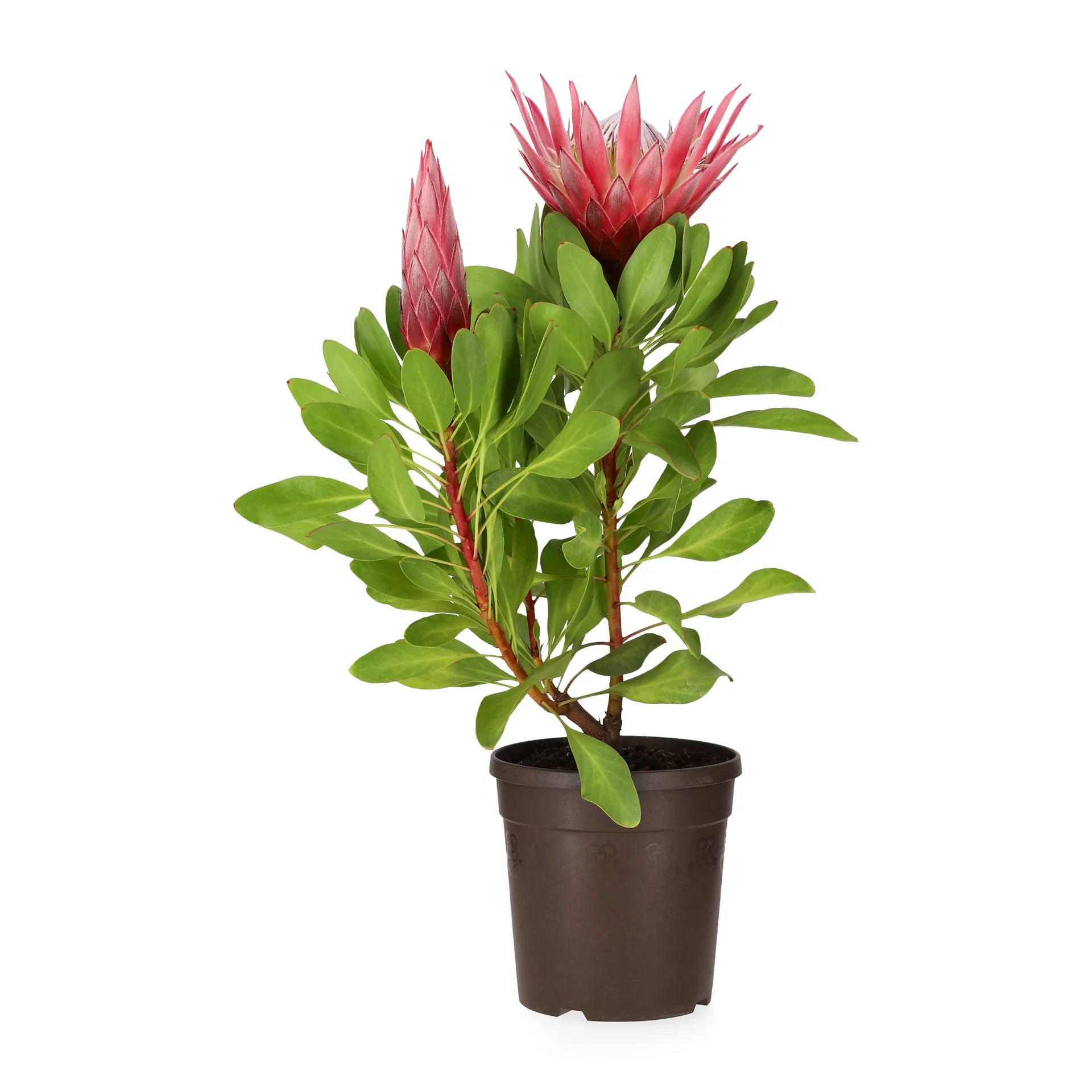 Protea  'Little Prince'