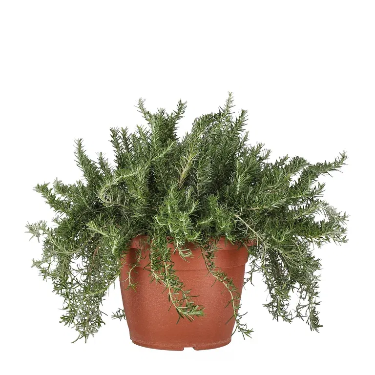 Rosmarin ‘Prostratus’