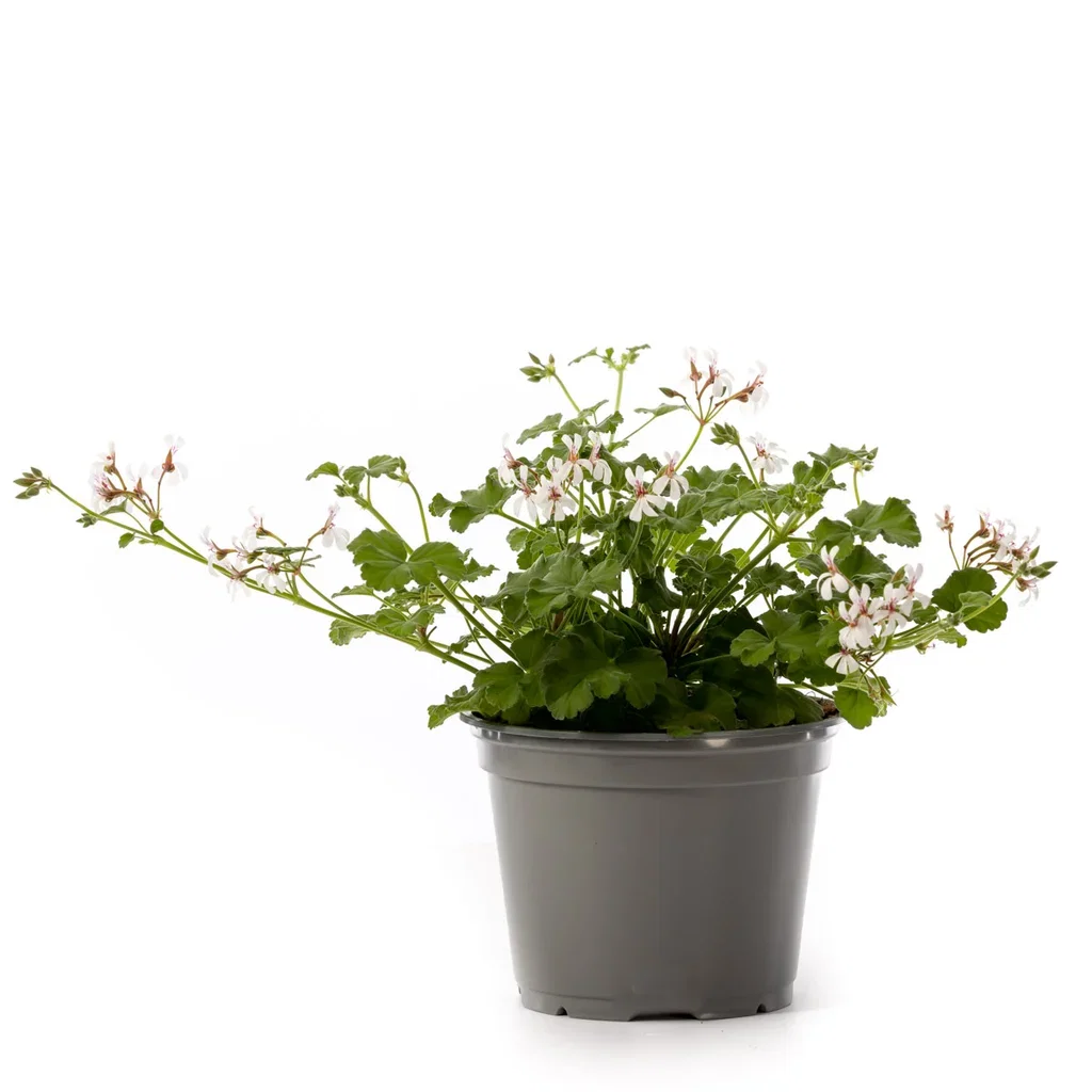 Pel. graveolens duft 12 cm