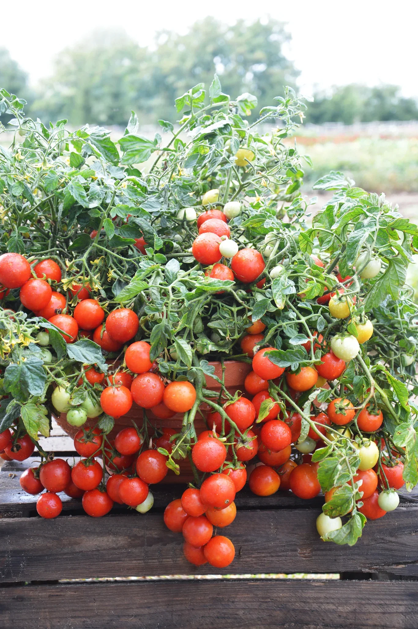 All N. Lycopersicum 'Bush Maskotka' 10,5 cm