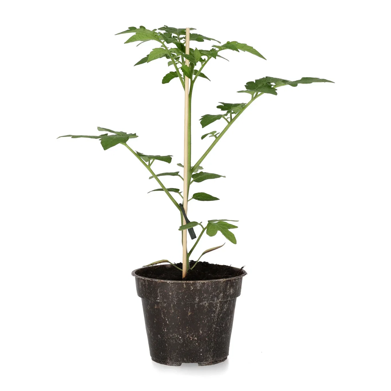 Cherrytomat ‘Red Cherry’