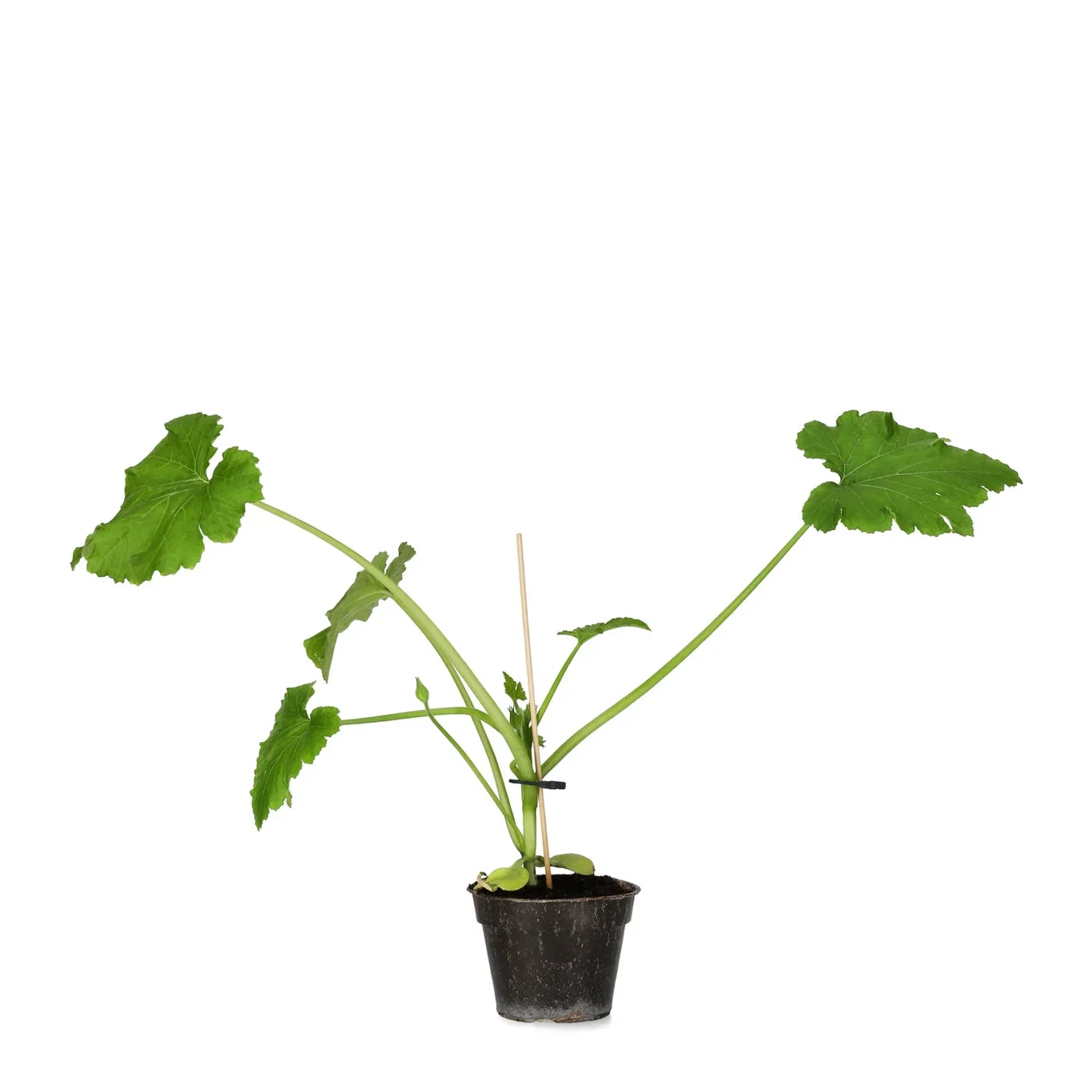 Sommersquash 'Ladoga'