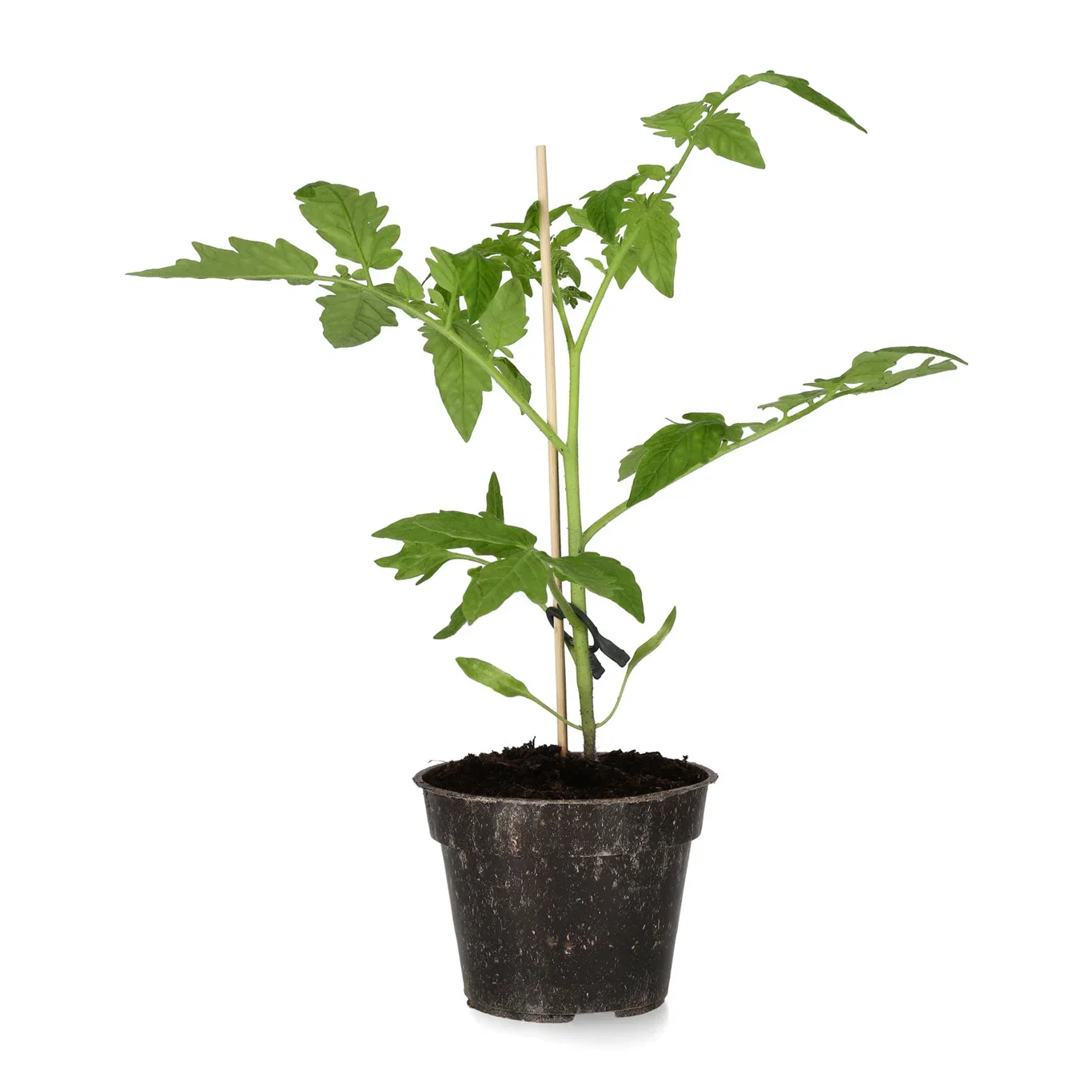 All N. Lycopersicum 'Bush Maskotka' 10,5 cm