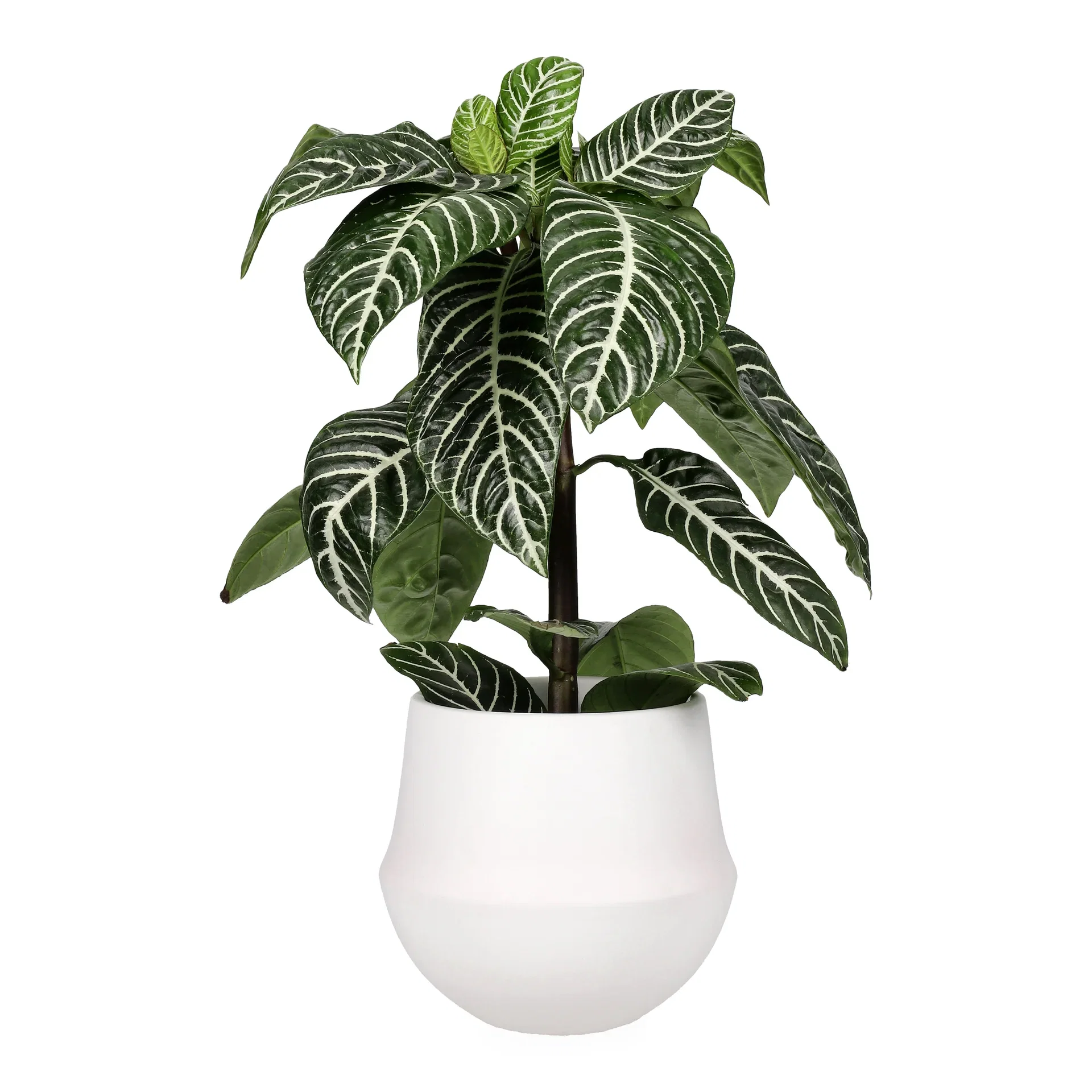 Aphelandra Botanica 13 cm