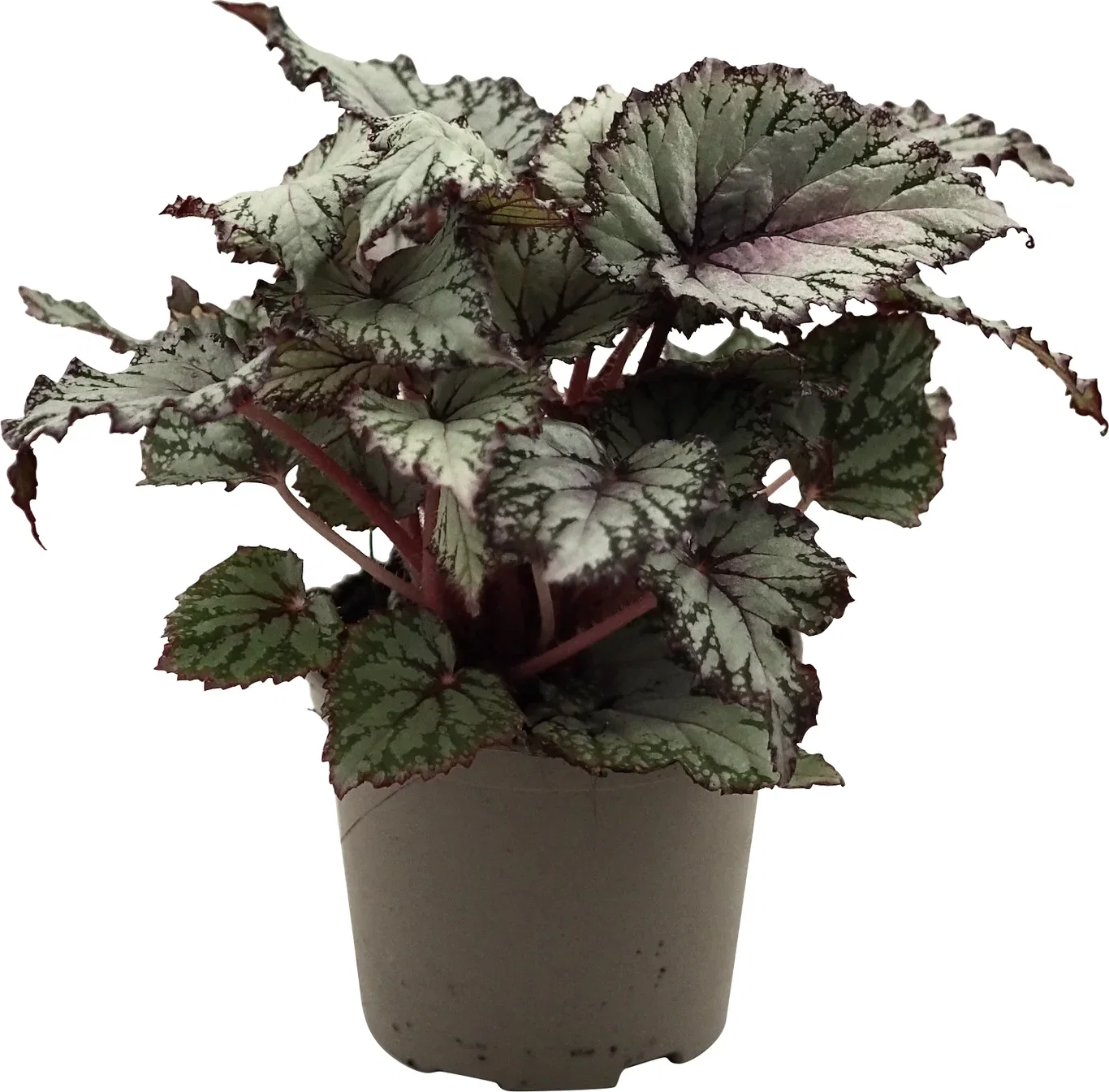 Begonia Rex 'Asian Tundra' 12 cm