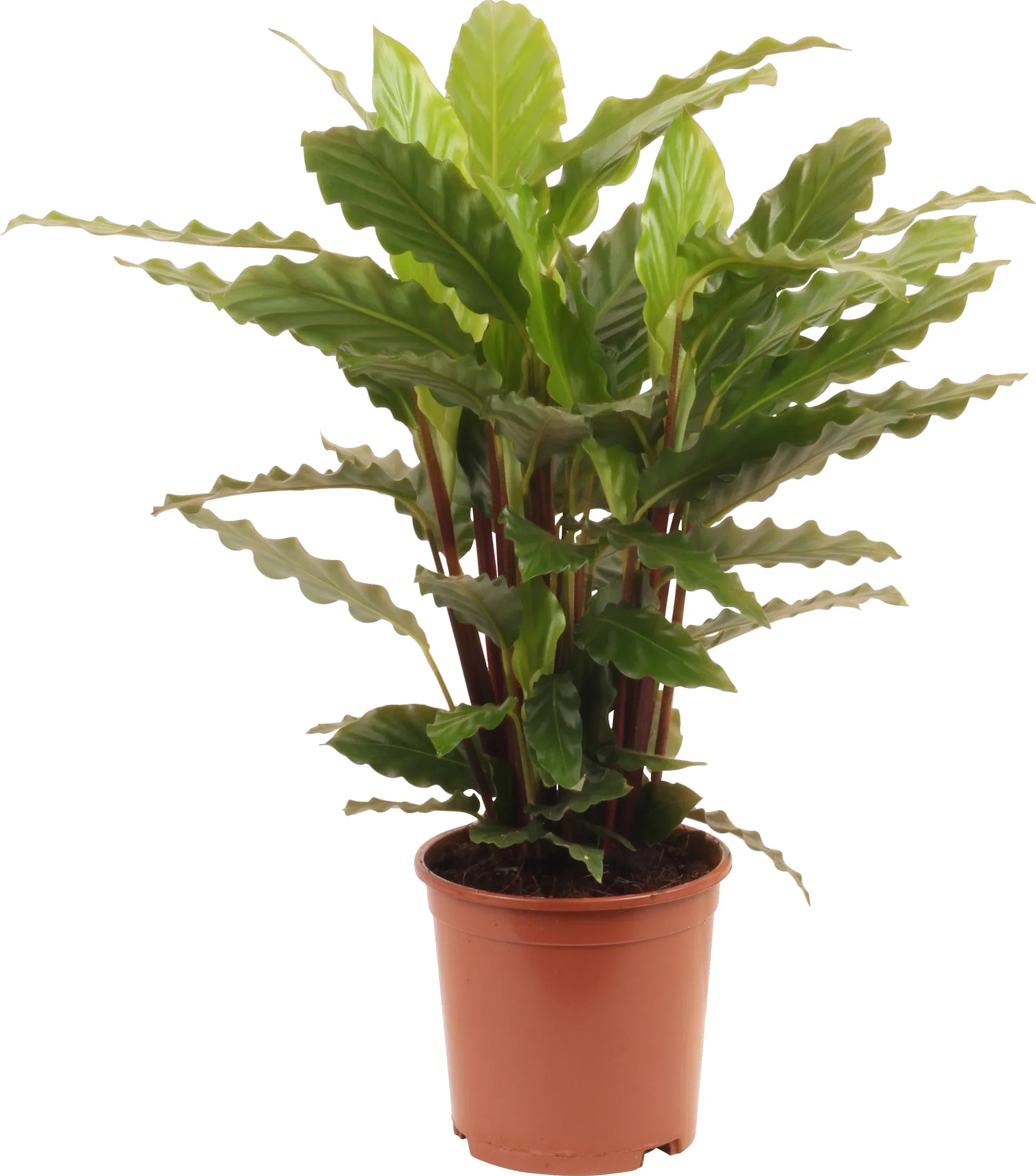 Calathea rufibarba 'Miroscha'