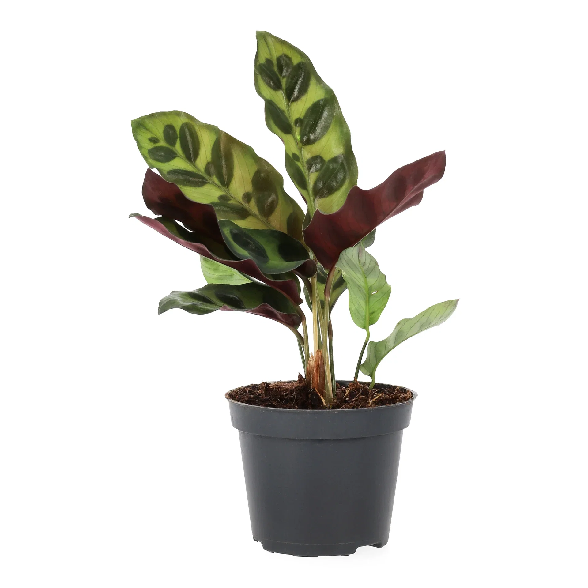 Calathea mini miks