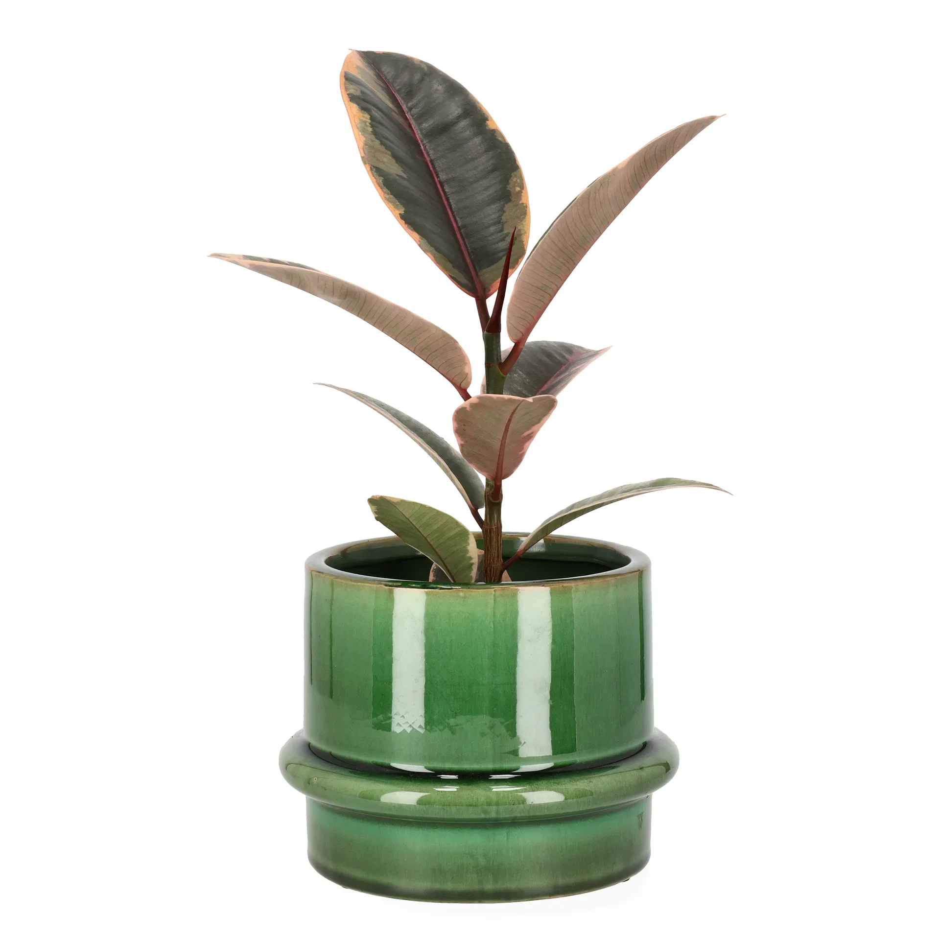 Ficus elastica 'Belize'