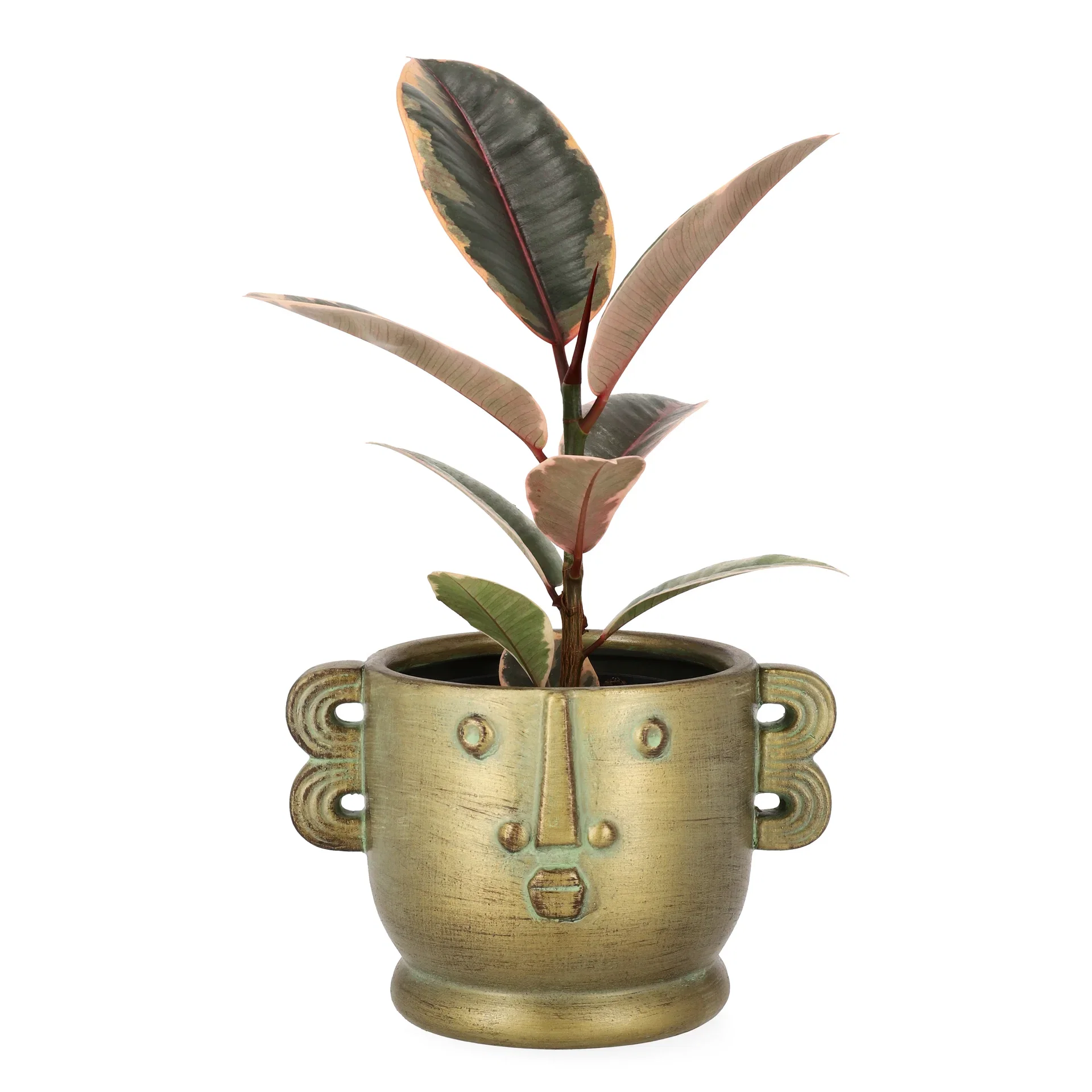 Ficus elastica 'Belize'