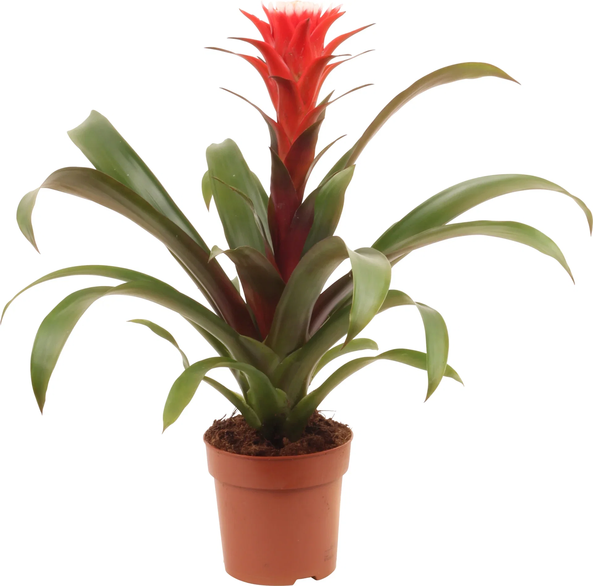 Guzmania 'Hope' 12 cm