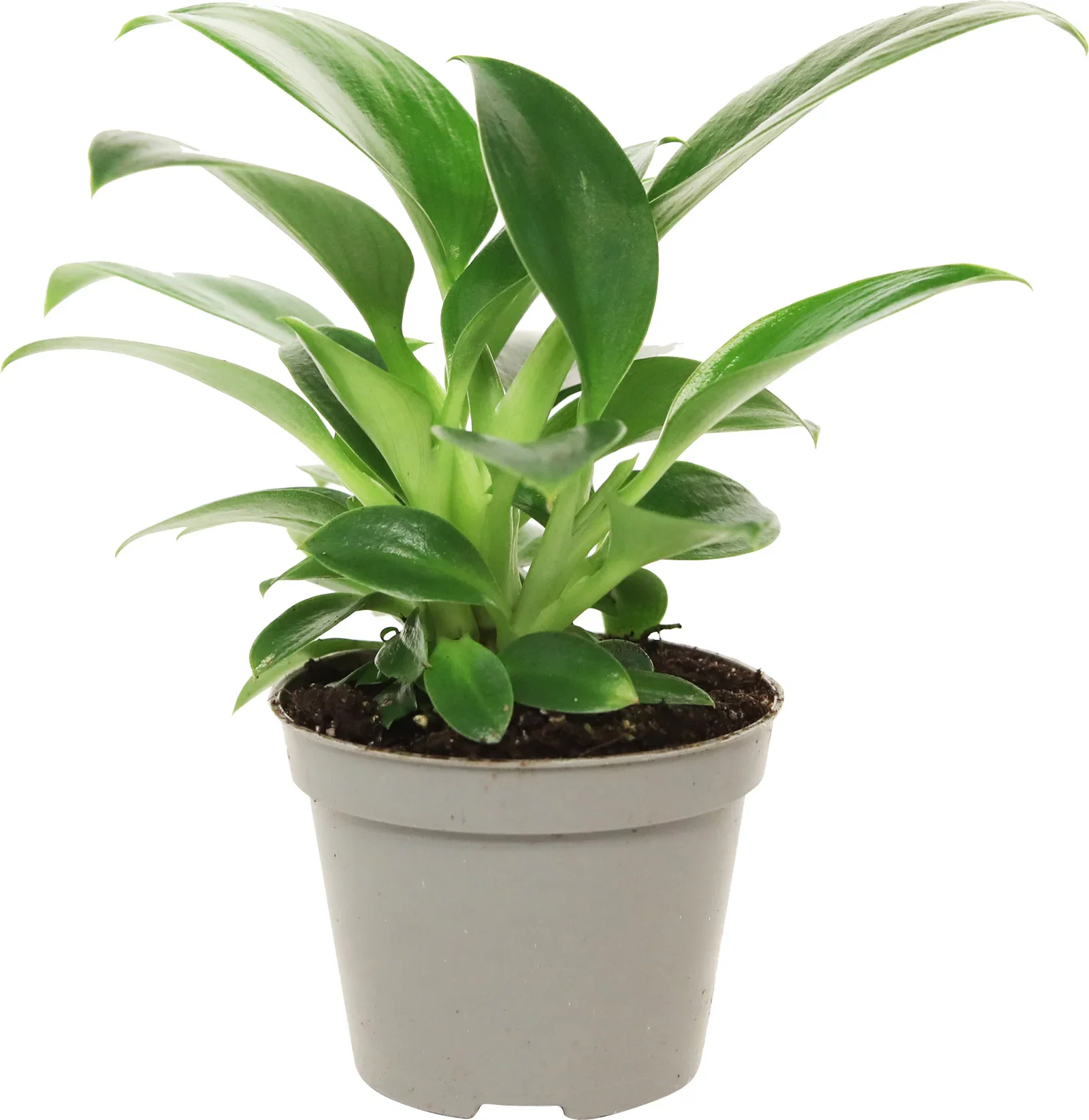 Green plants mini mix