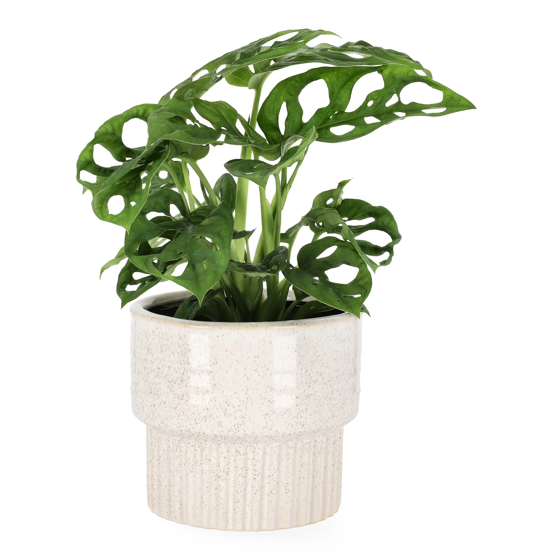 Monstera 'Adansonii'