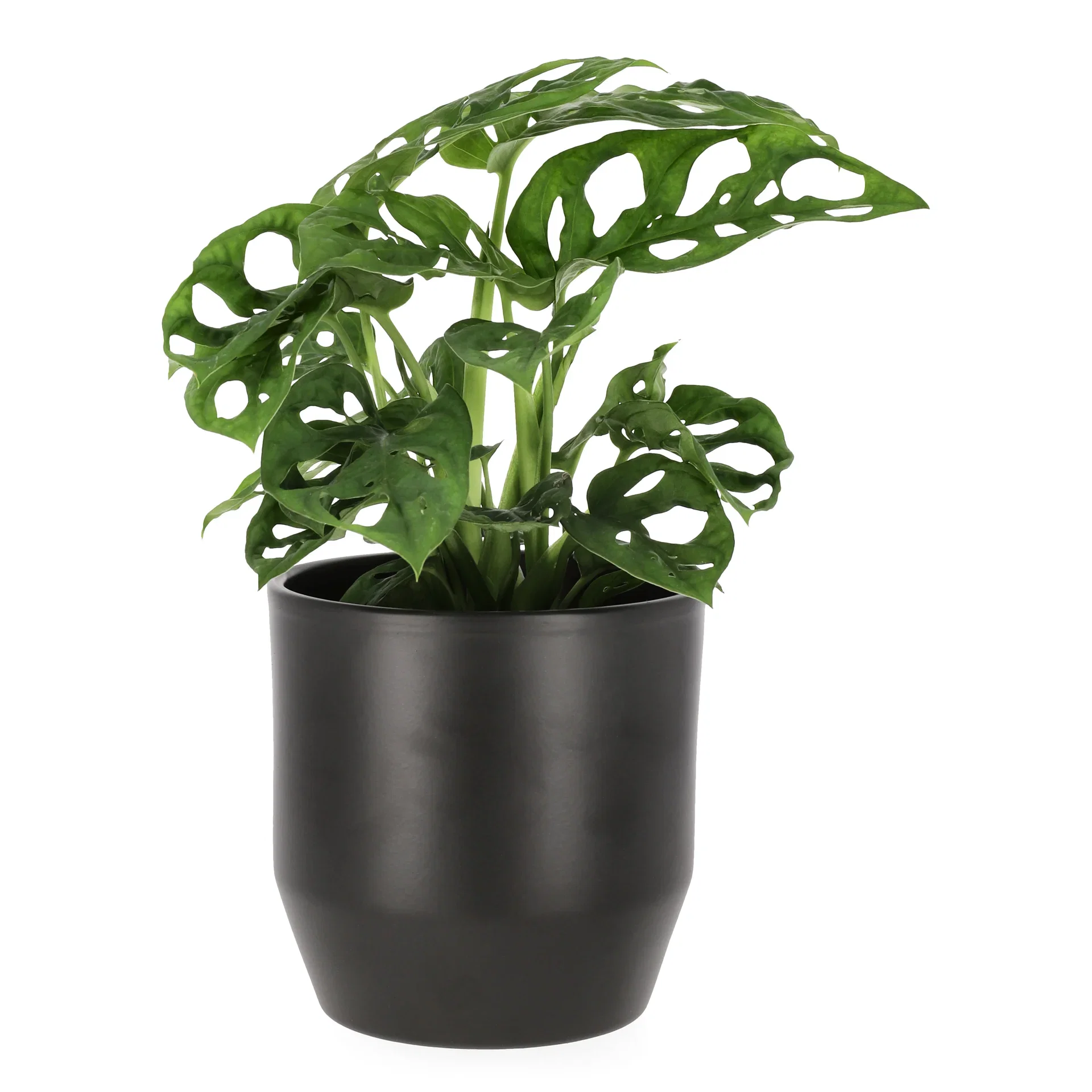 Monstera 'Adansonii'