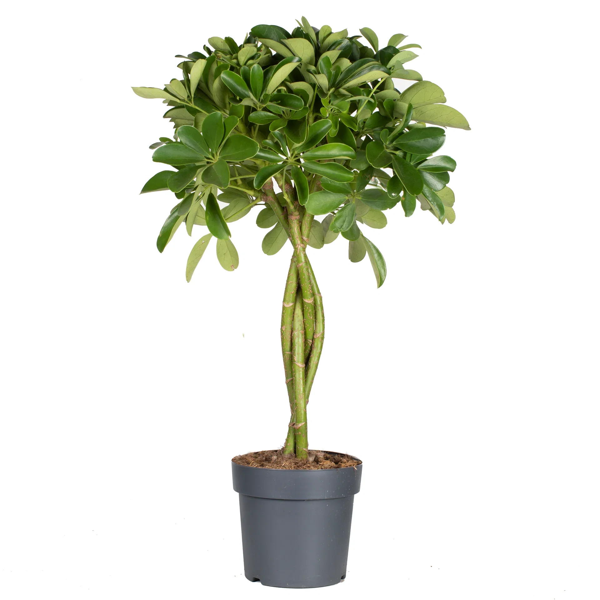 Schefflera arboricola 'Nora' stem 17 cm