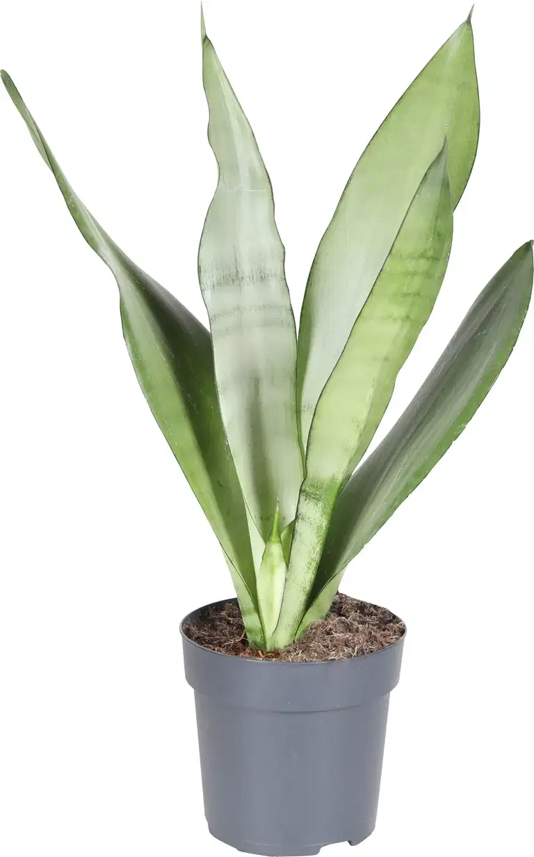 Svigermorstunge 'Moonshine'