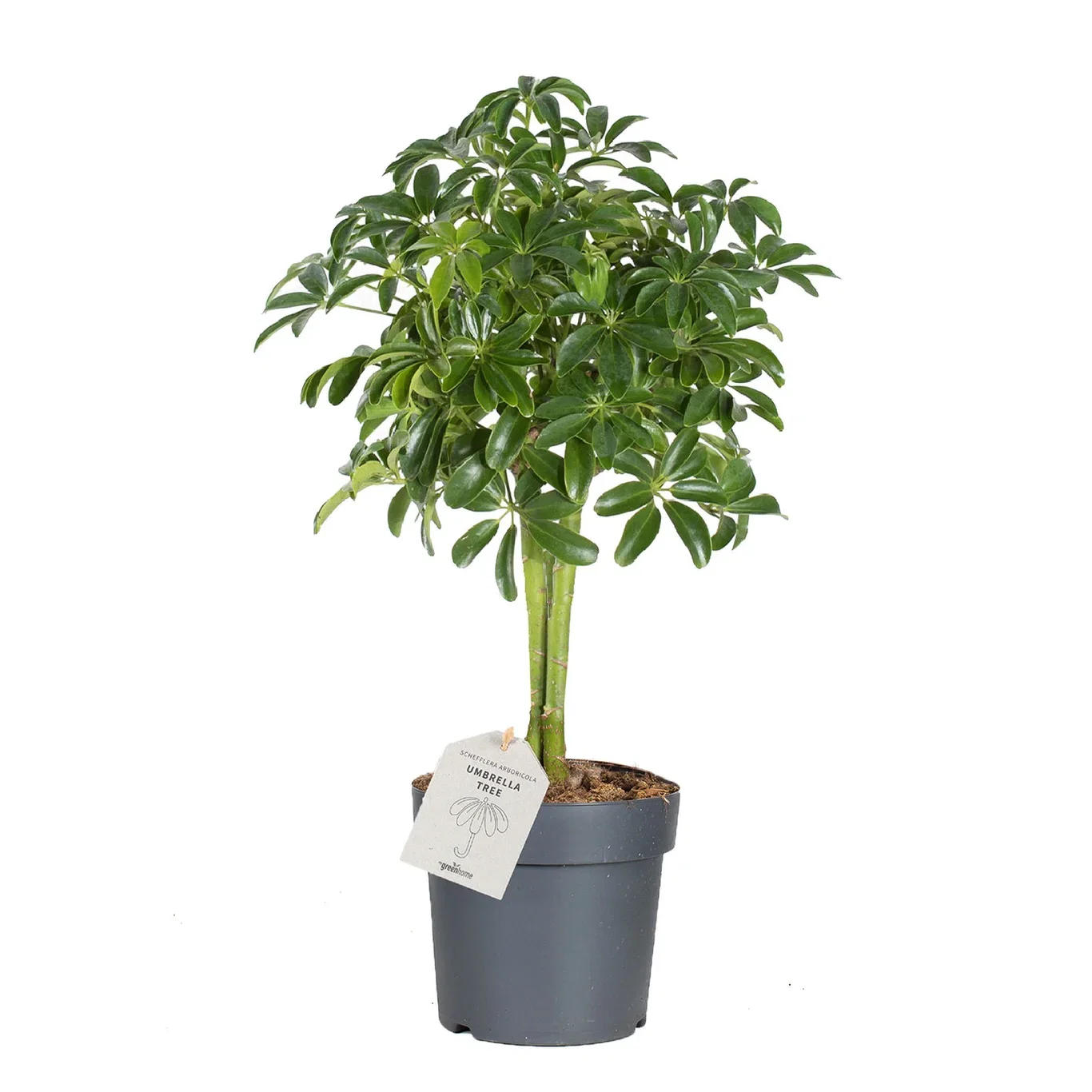 Schefflera arboricola 'Nora' stem 17 cm