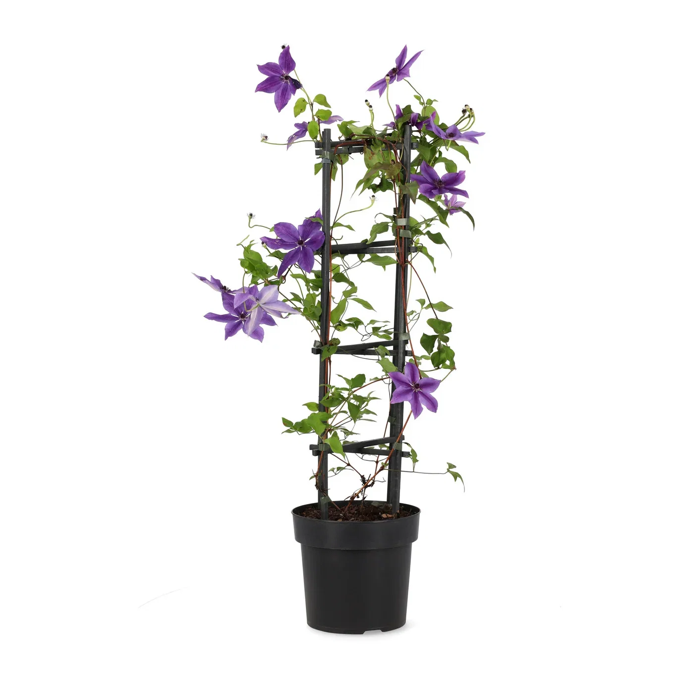 Hageklematis MASA