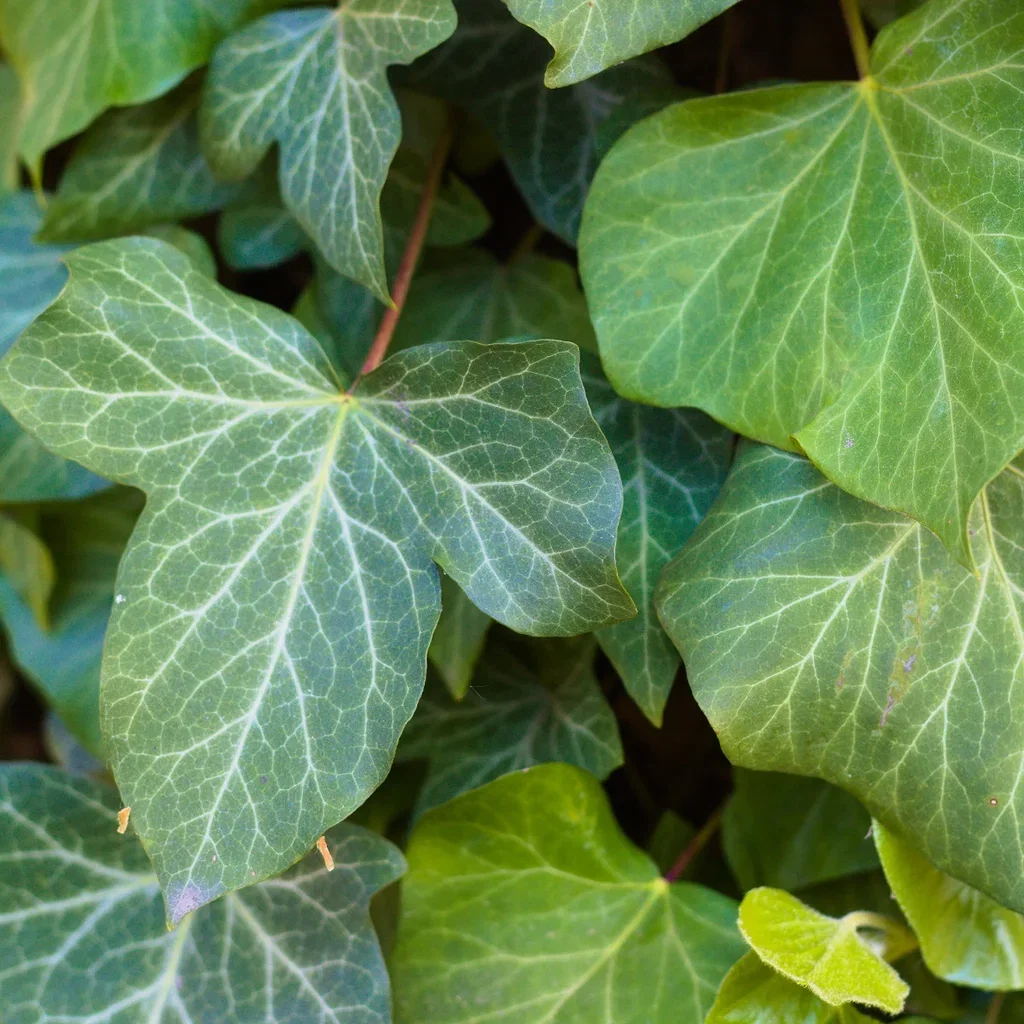 Hedera Helix 'Woerner' 15cm