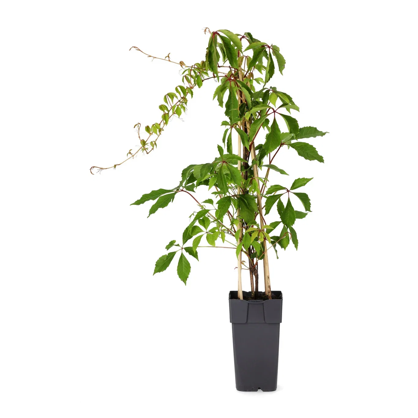 Klatrevillvin 'Engelmannii'