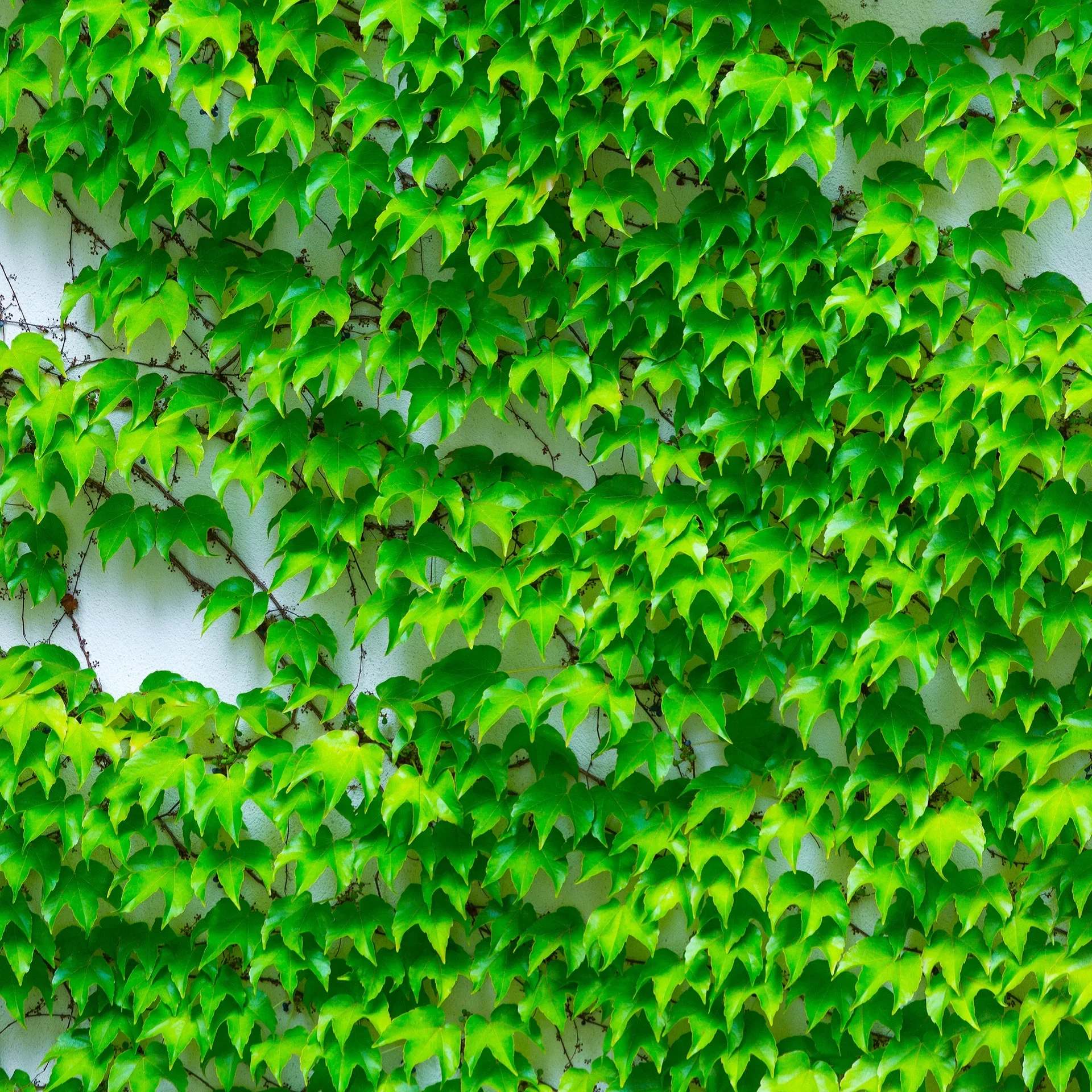 Parthenocissus tricuspidata 'Veitchii' 15cm