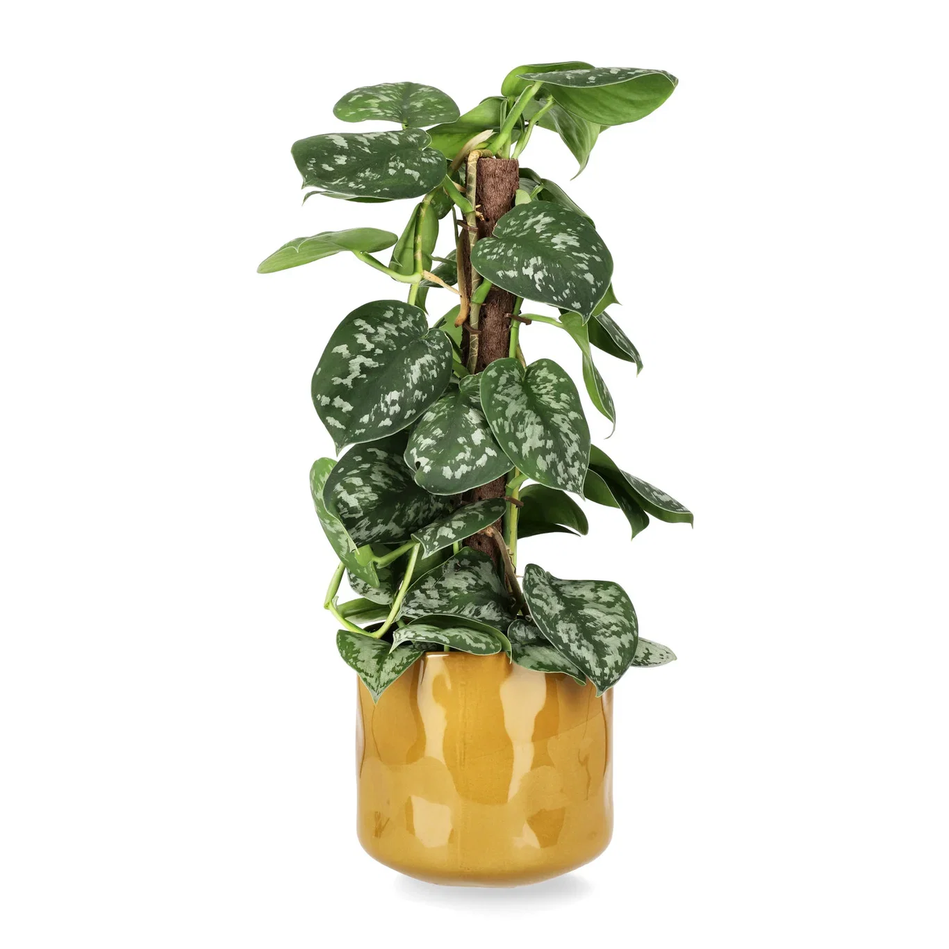 Blaine pot D19 yellow