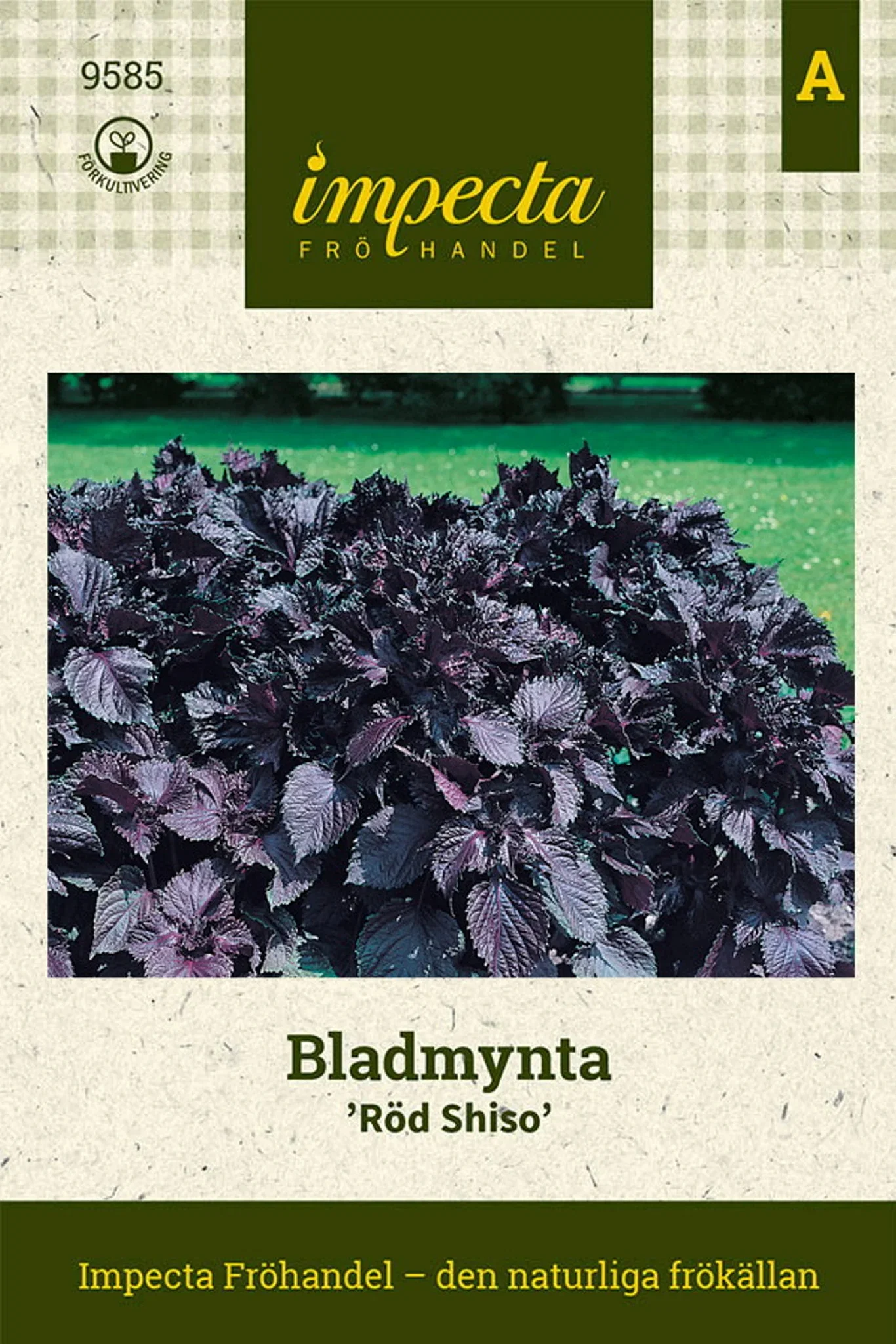 Bladmynte 'Red Shiso'
