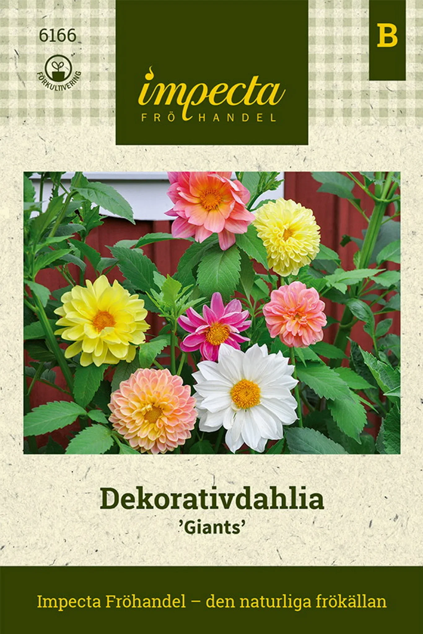 Dekorativdahlia 'Giants'