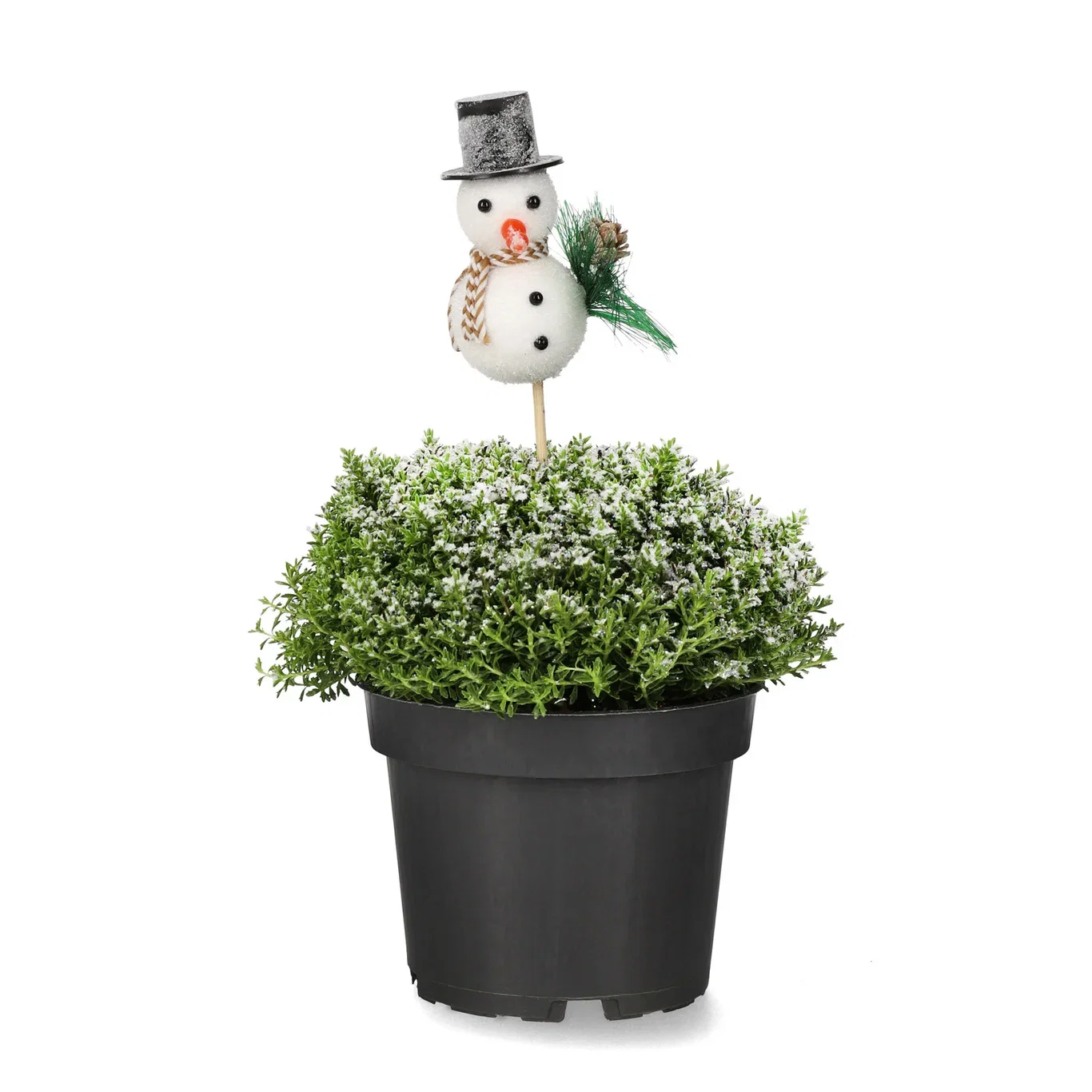 Hebe 'Green Boys' S&G 12 cm