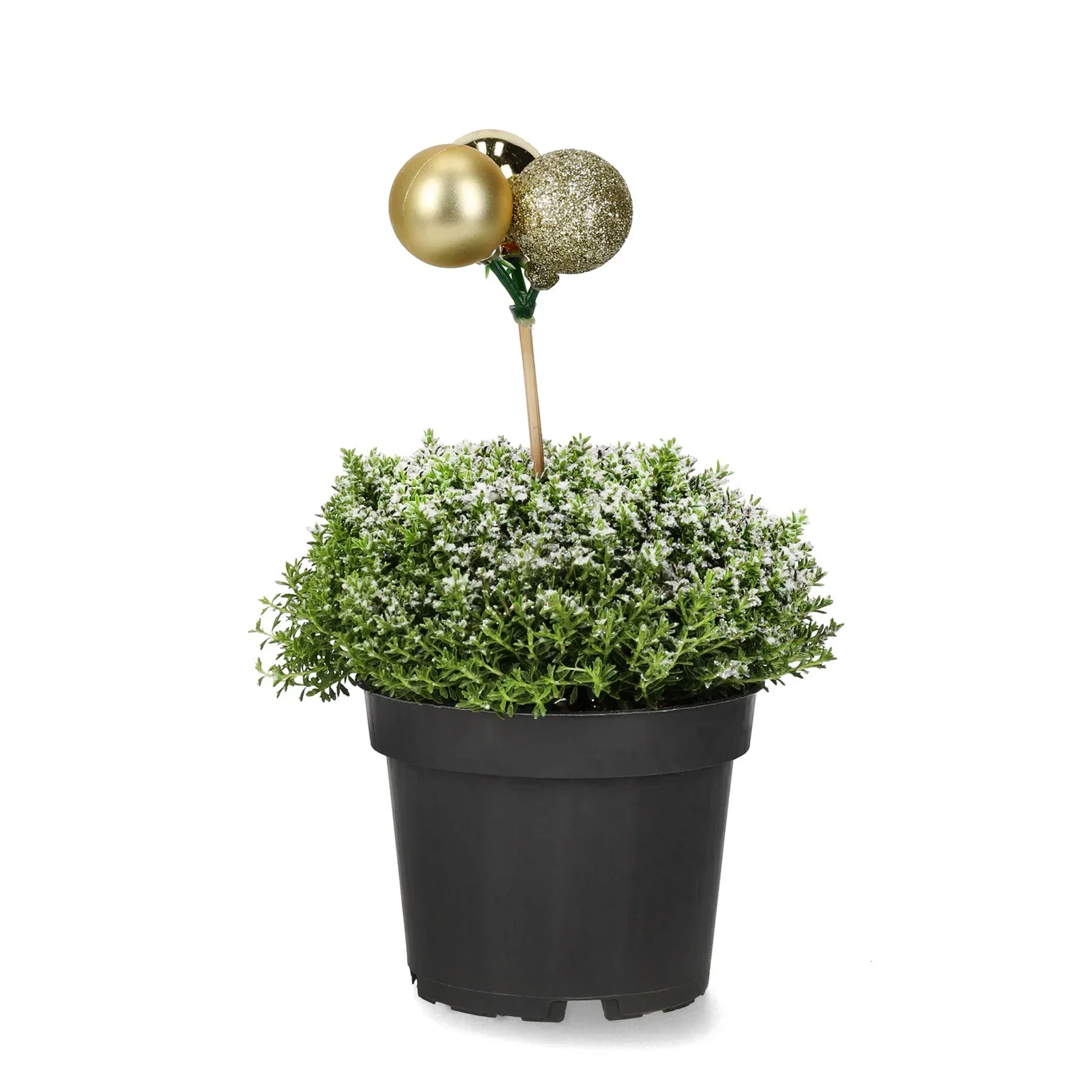 Hebe 'Green Boys' S&G 12 cm