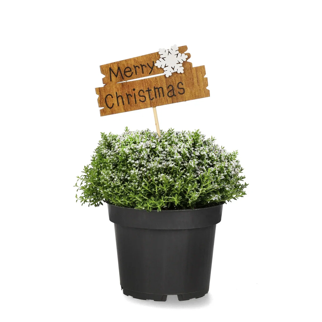 Hebe 'Green Boys' S&G 12 cm