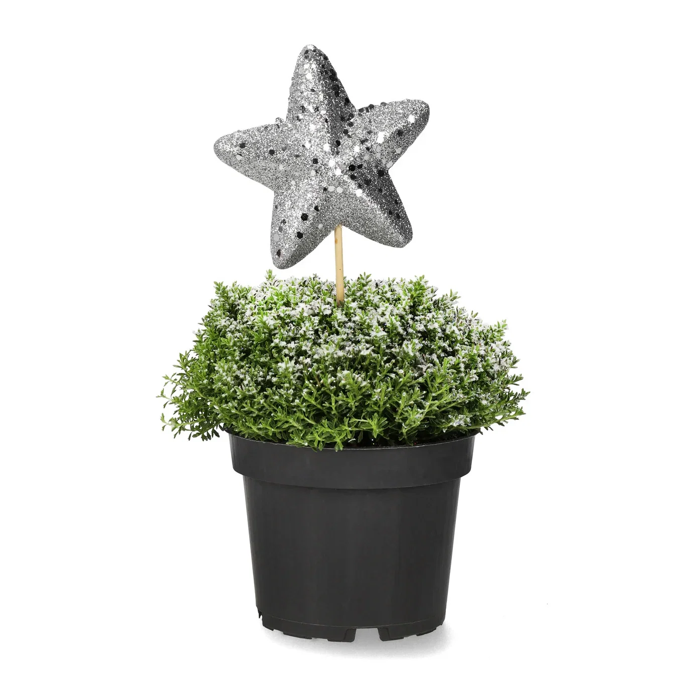 Hebe 'Green Boys' S&G 12 cm