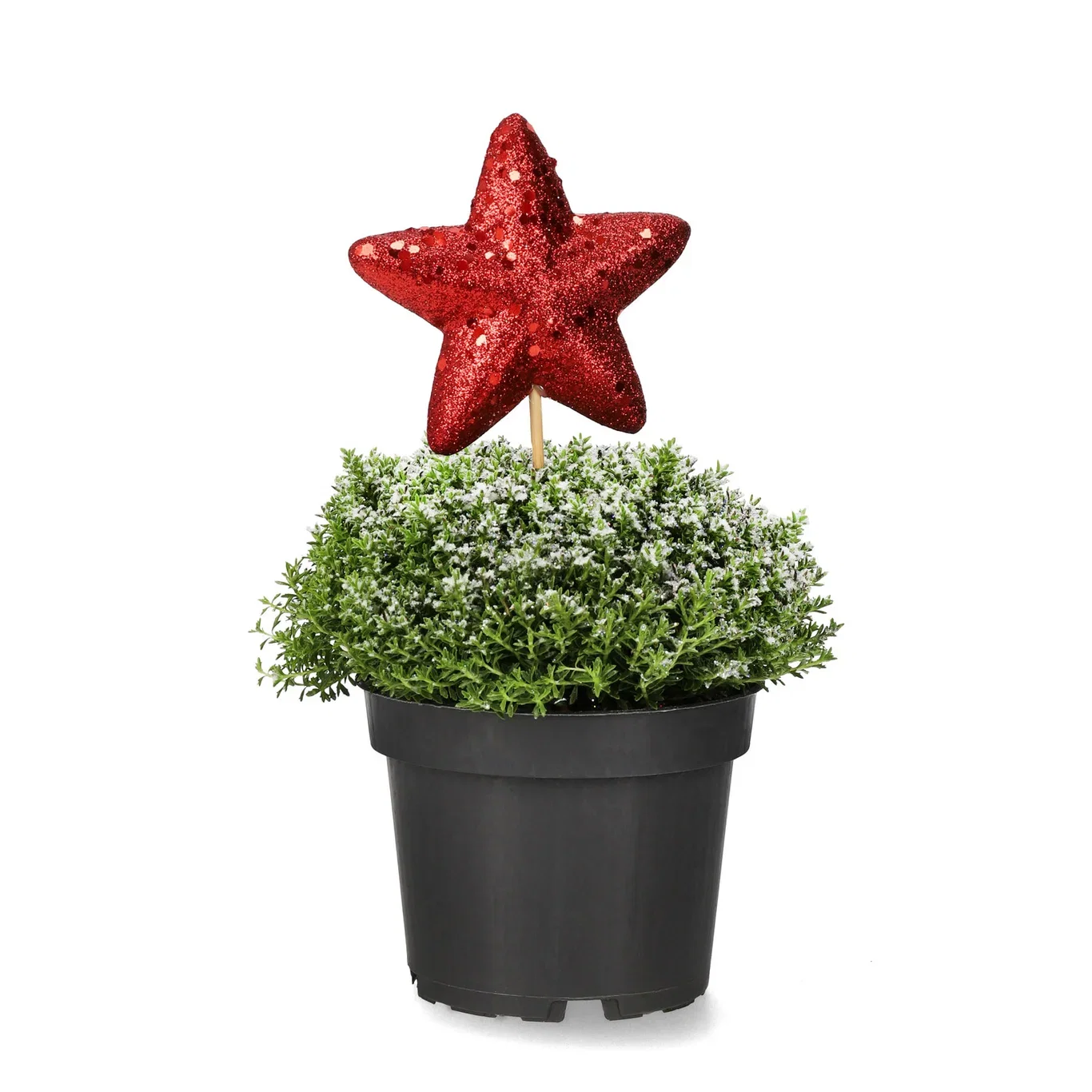 Hebe 'Green Boys' S&G 12 cm