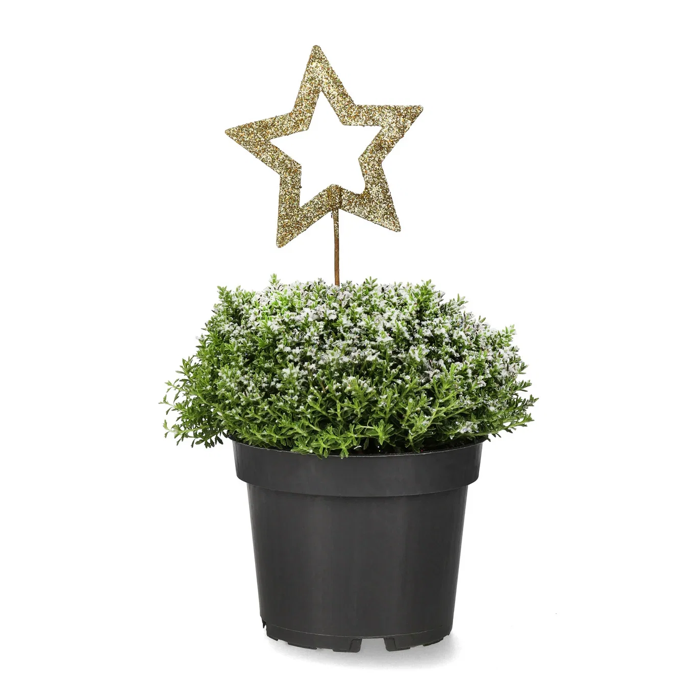 Hebe 'Green Boys' S&G 12 cm