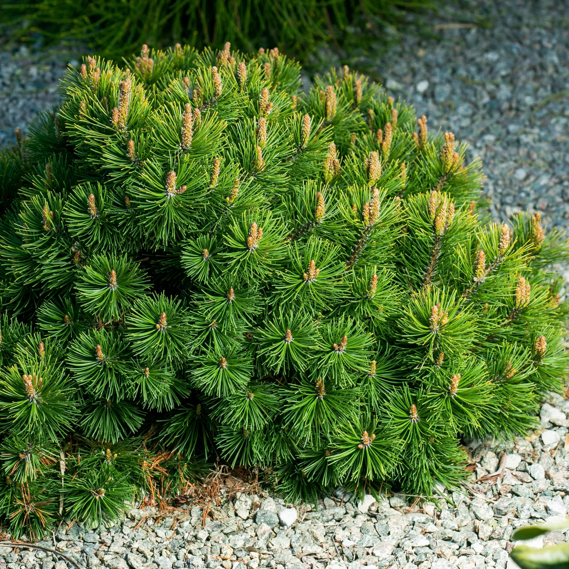 Pinus mugo var. pumilio 23cm