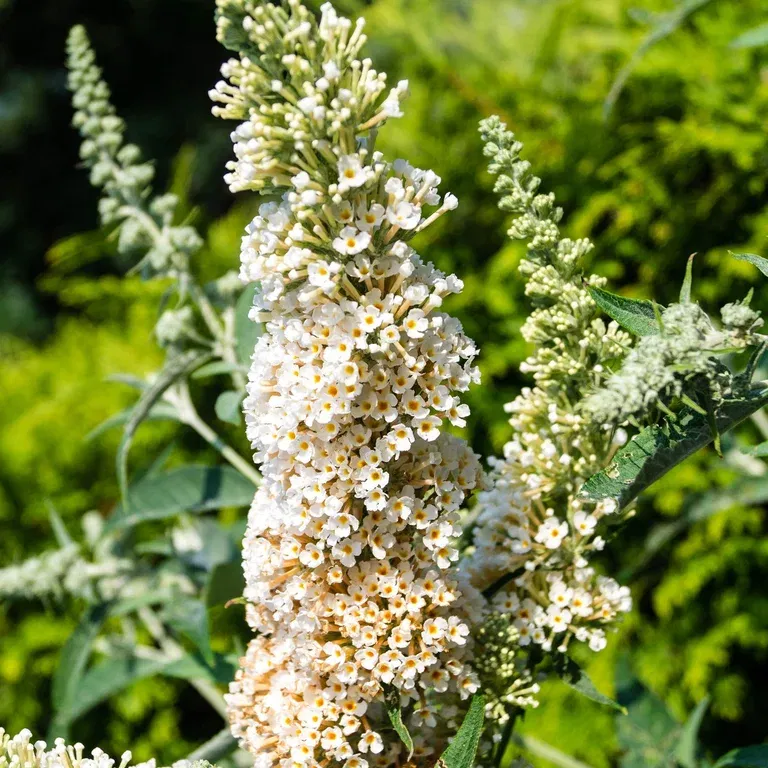 Buddleja davidii BUZZ IVORY 5L