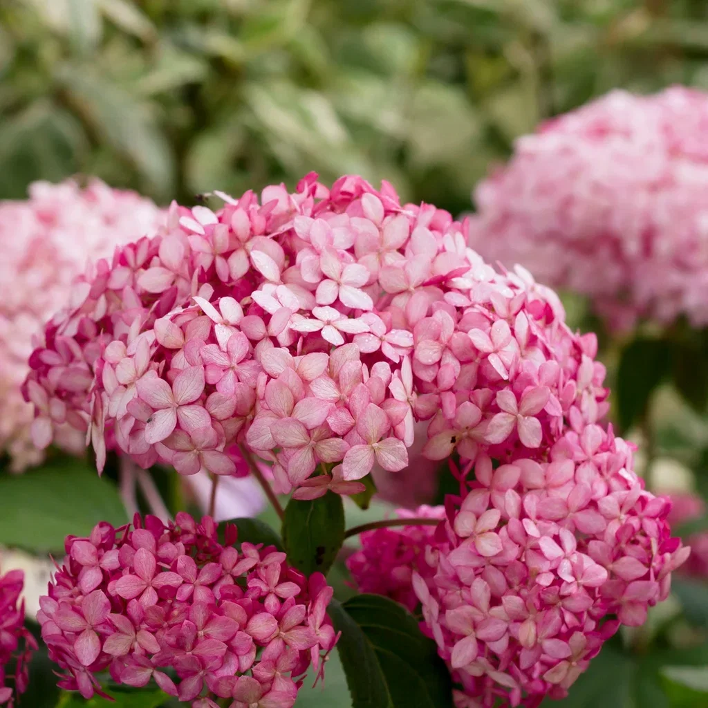 Vierhortensia PINK ANNABELLE