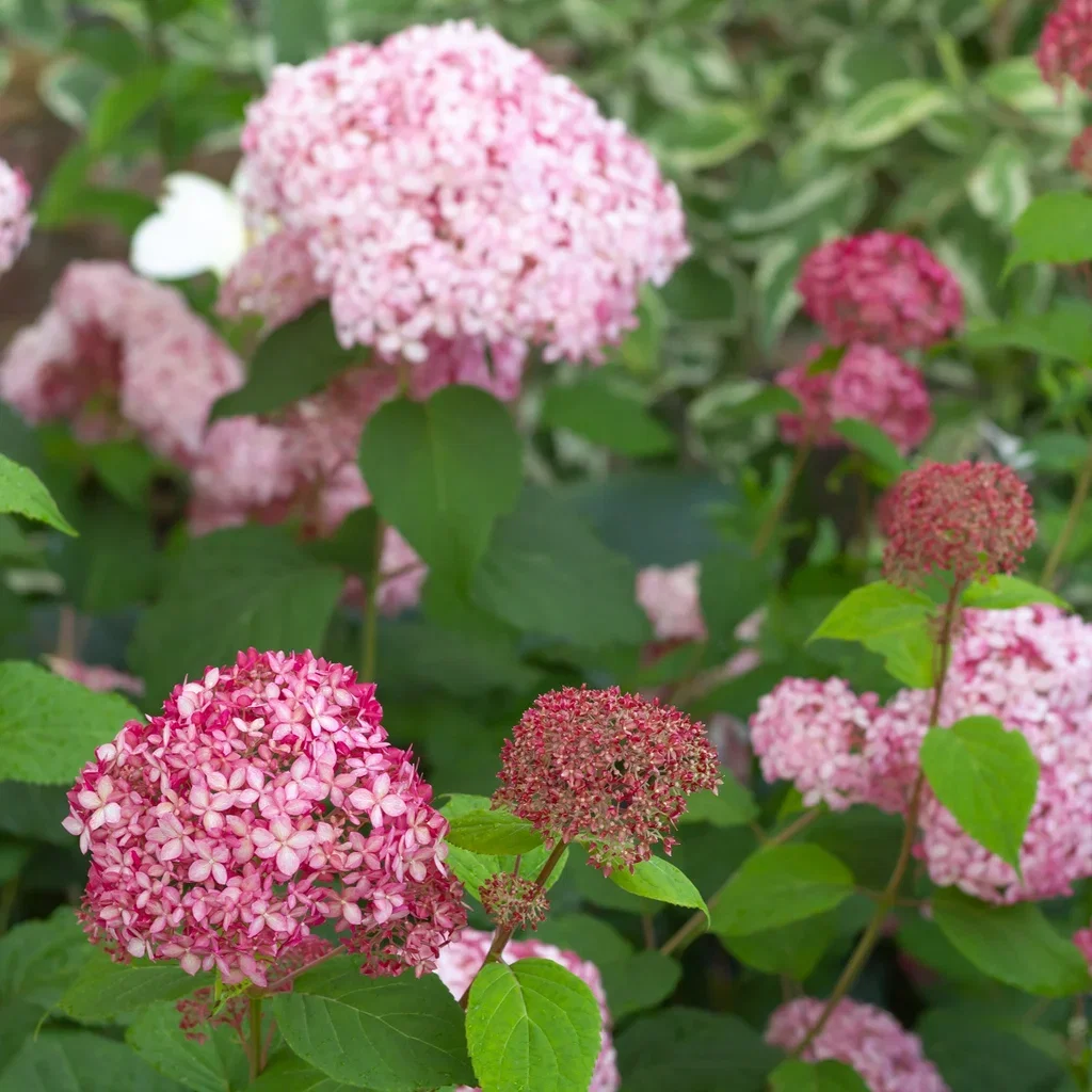 Vierhortensia PINK ANNABELLE